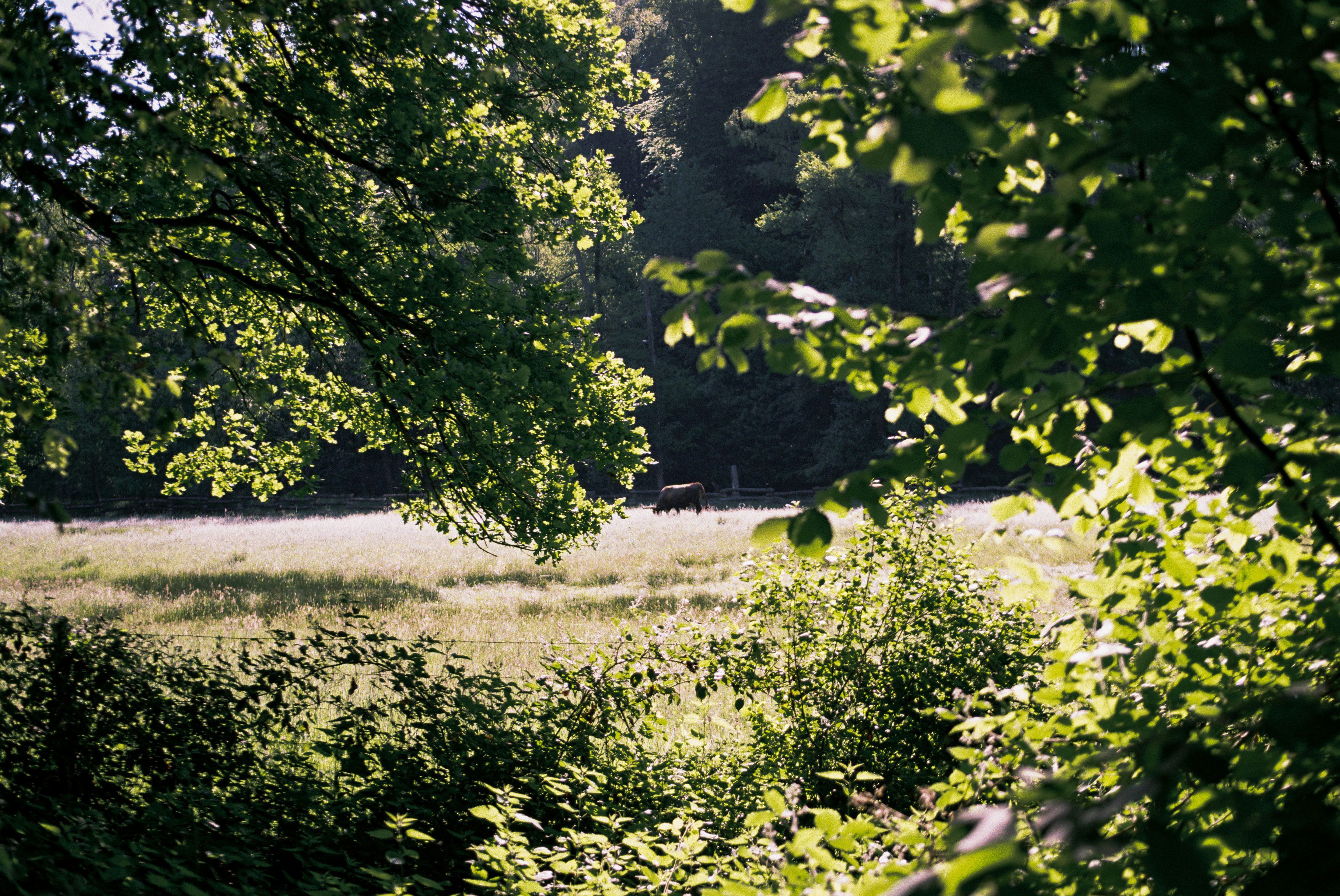 Bäume und Wiese des Eiszeitlichen Wildgeheges im Neandertal.