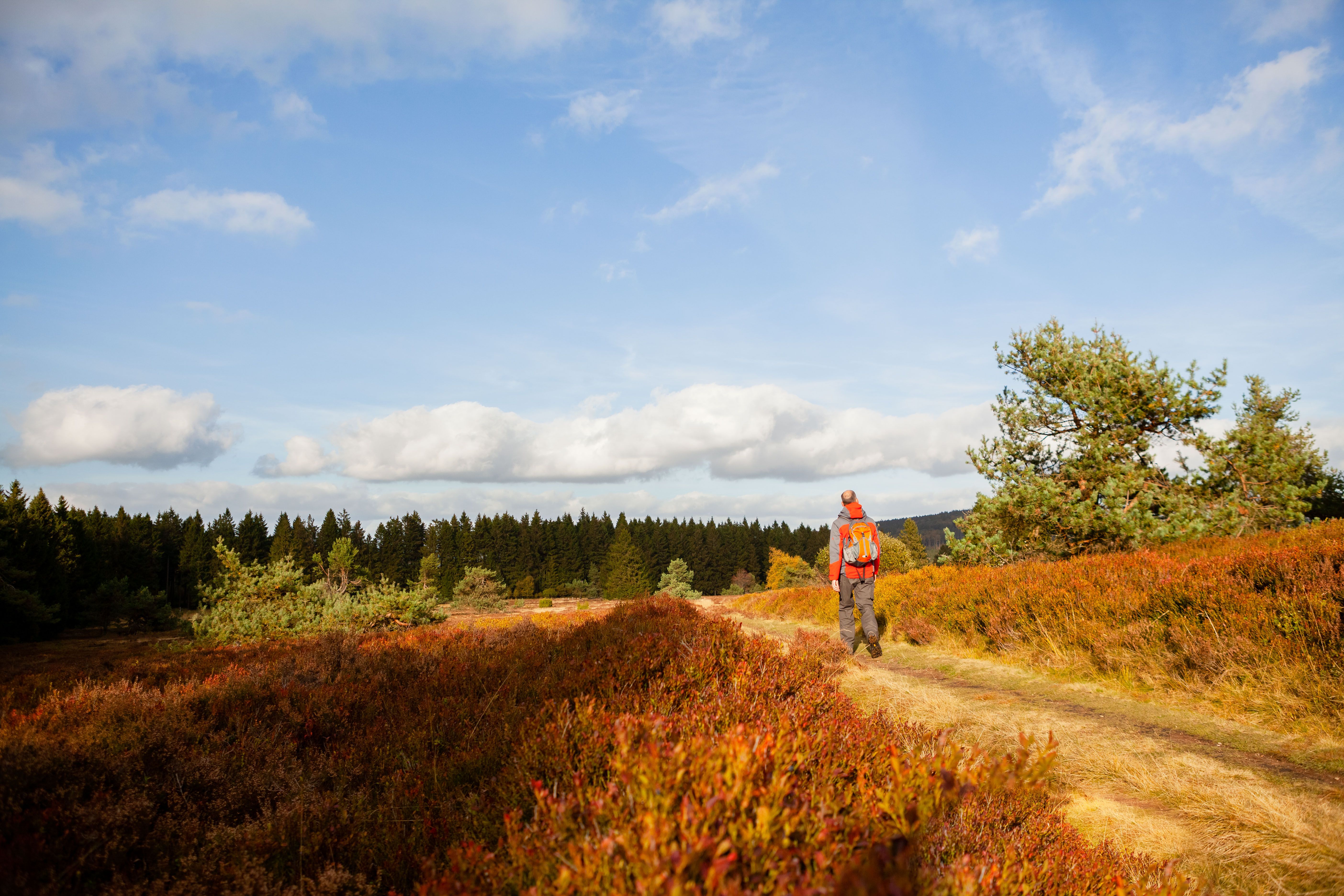 Wanderer in der Hochheide in der Herbstsonne
