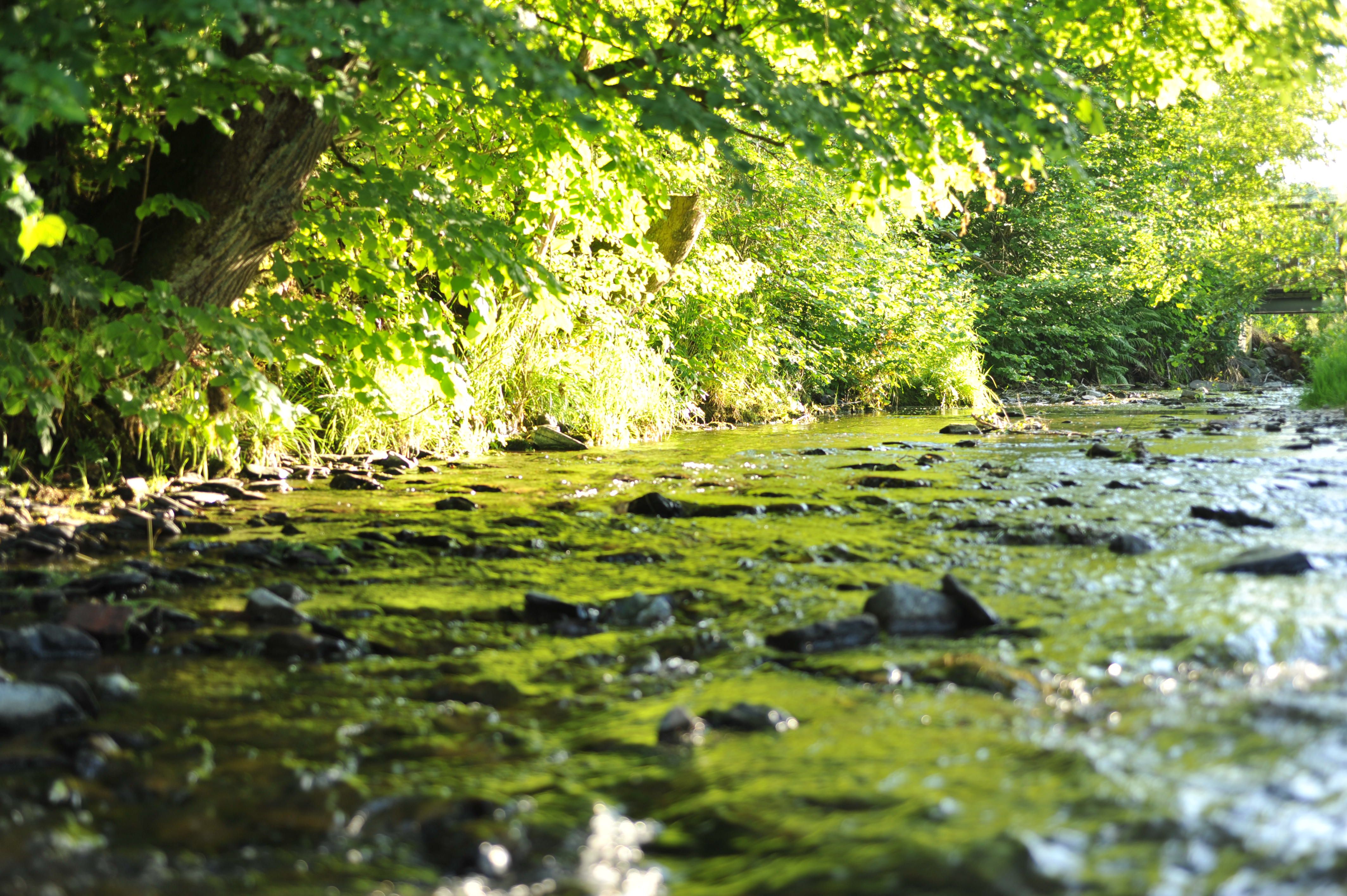 Ein ruhiger Bach fließt durch einen grünen Wald mit Sonnenlicht, das durch die Blätter scheint.