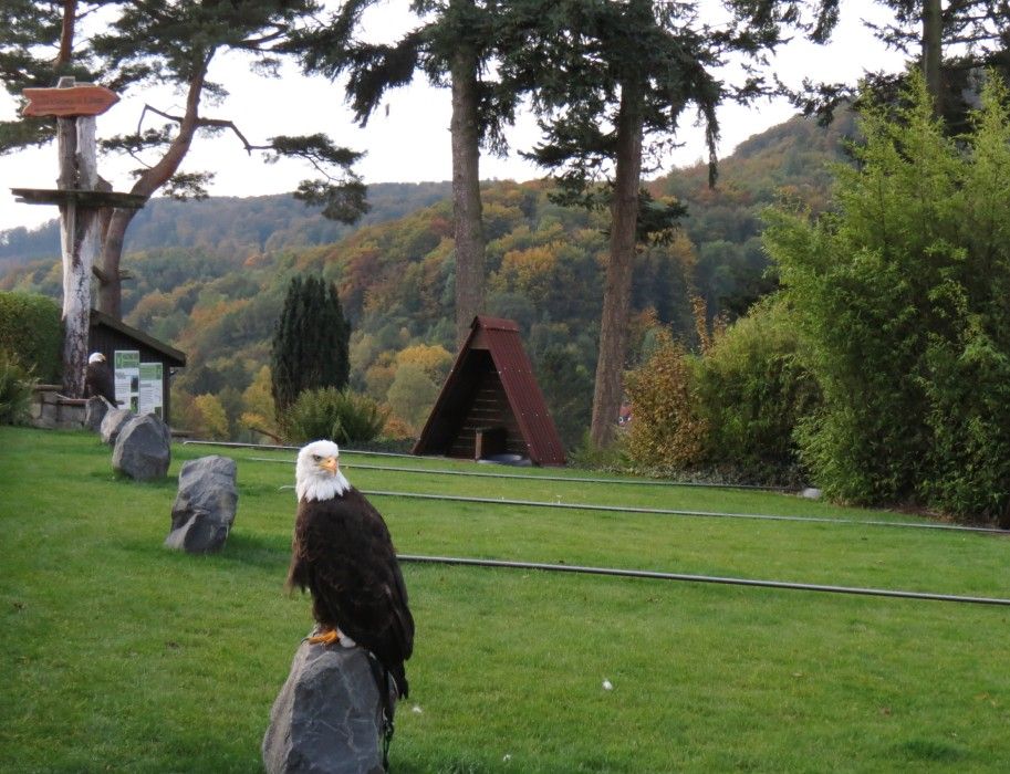 Ein Weißkopfseeadler sitzt auf einem Stein im Teutoburger Wald mit Bäumen im Hintergrund.