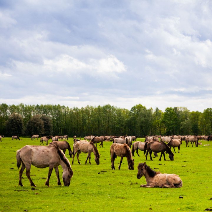 Dülmener Wildpferde Herde, © Tourismus NRW e.V. 