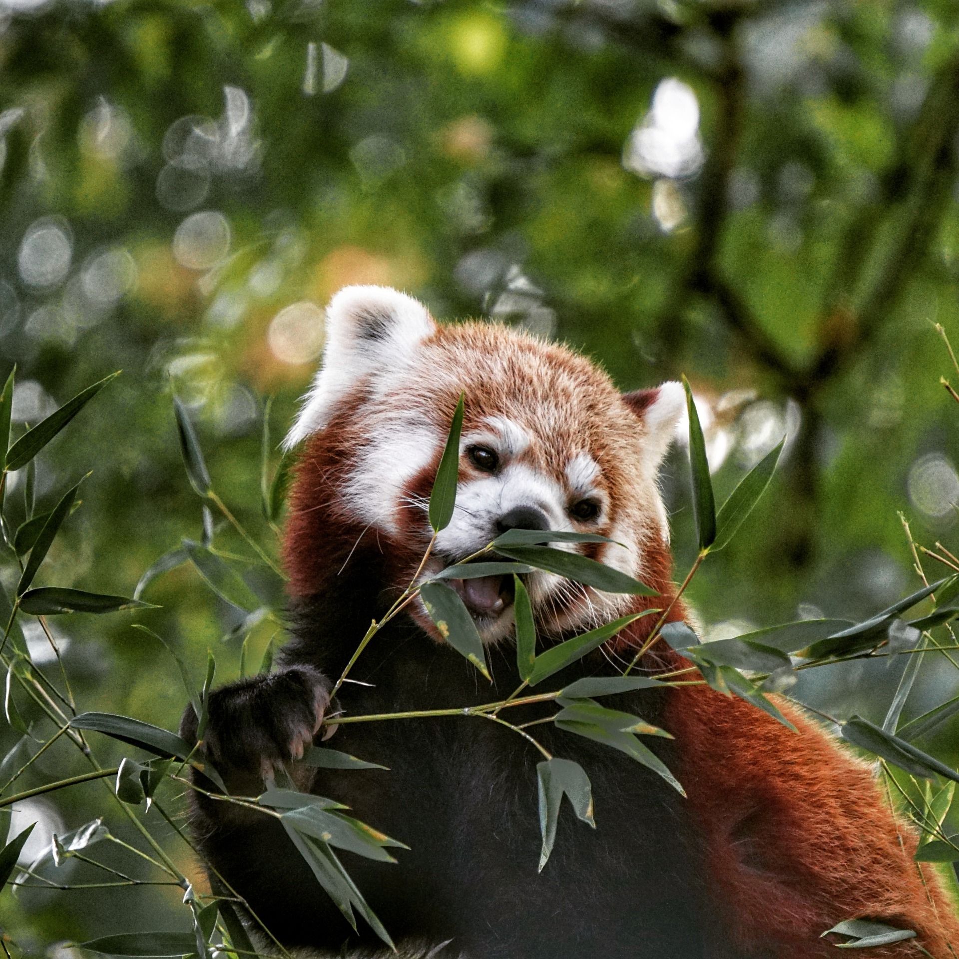 Kleiner Panda im Zoo Dortmund