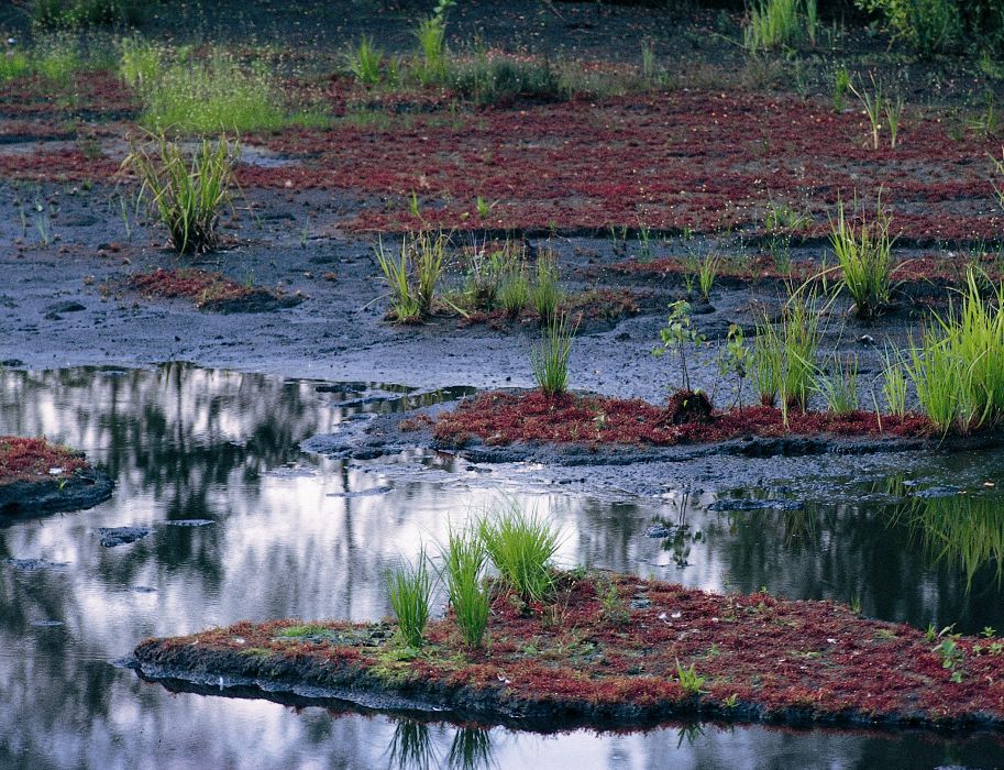 Ein Moor mit Wasserflächen und Grasinseln.