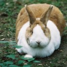 Kaninchen im Tierpark Fauna, © Johannes Höhn