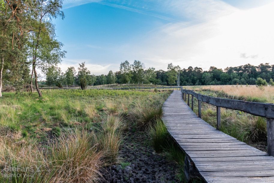 Holzsteg im Diersfordter Wald, umgeben von Bäumen und Wiesen.