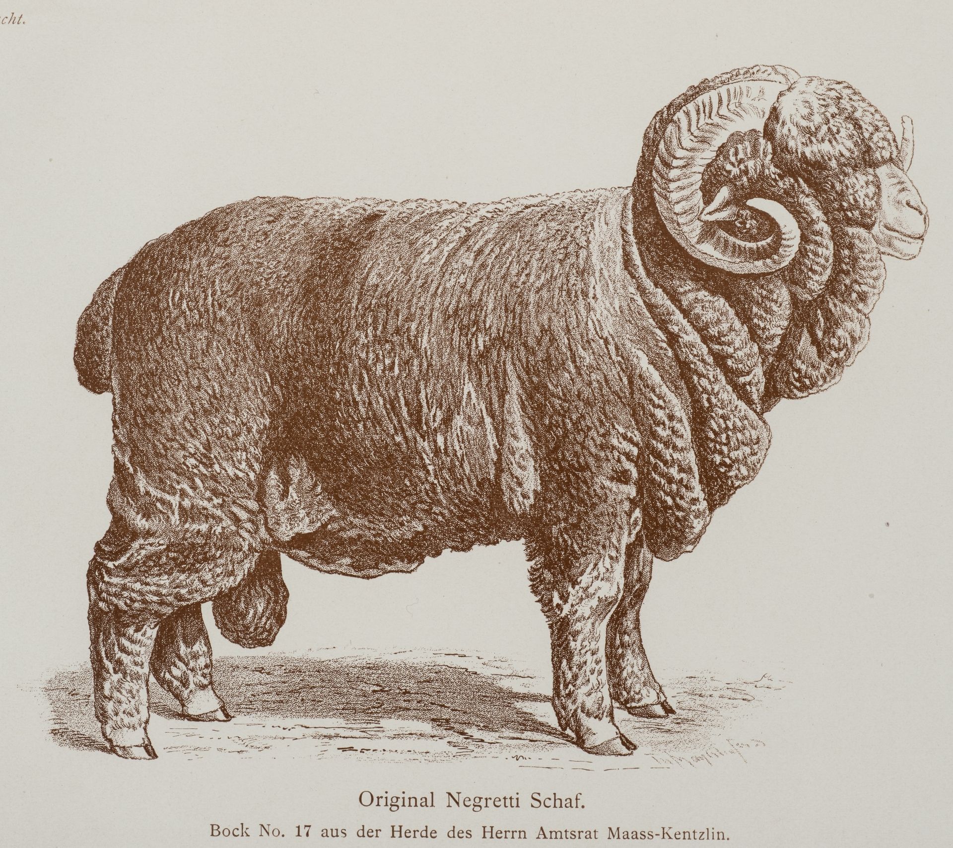 Zur Seite Von der Wolle