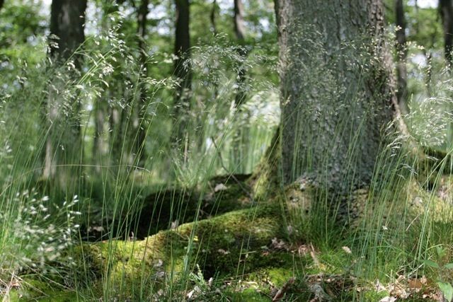 Auf dem Wanderweg im Monschauer Land können Reisende kleine Naturwunder entdecken