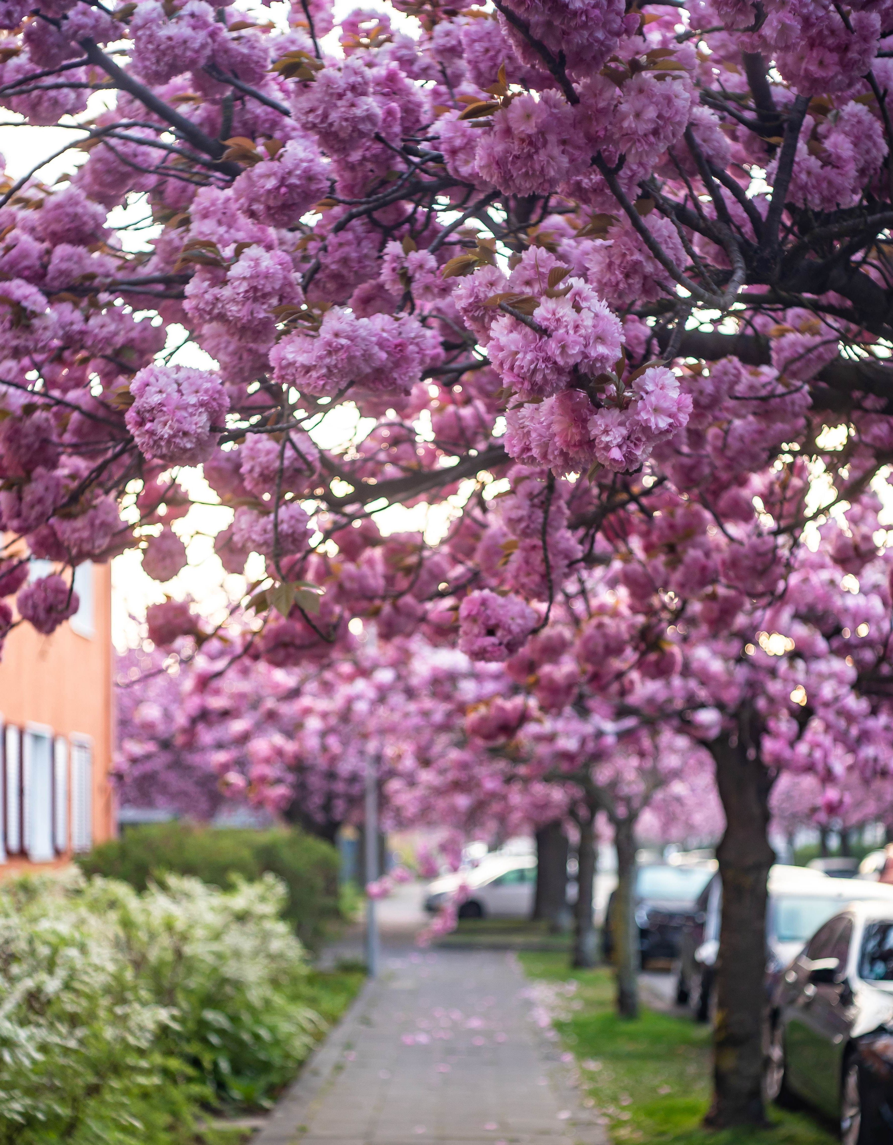 Kirschblüten-Zweige hängen an der Straße "Auf dem langen Kampe" über dem Gehweg