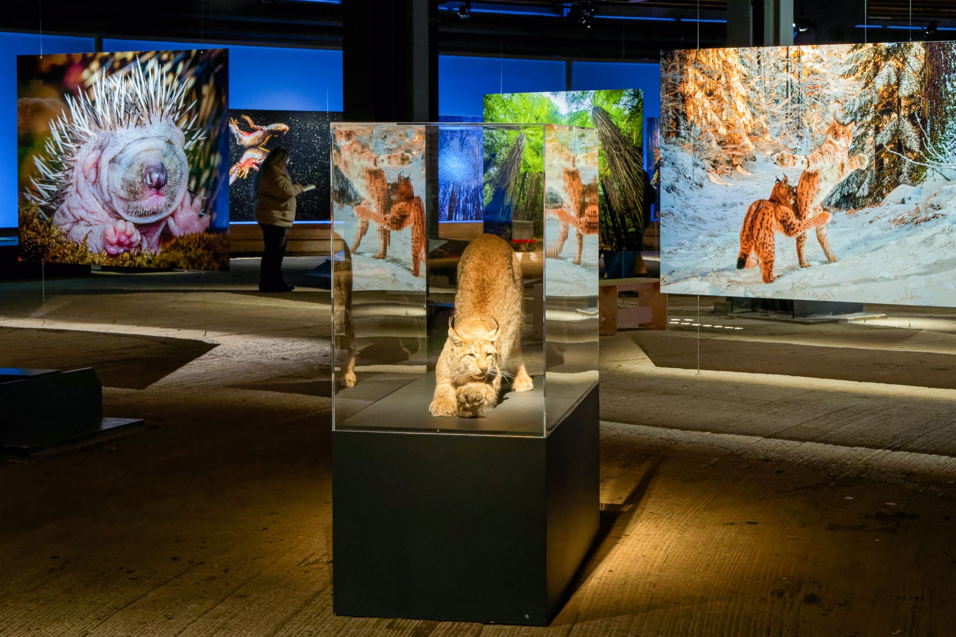 Großformatige Fotografien wie auch Tierpräparate gehören zu den Exponaten der Ausstellung Mythos Wald