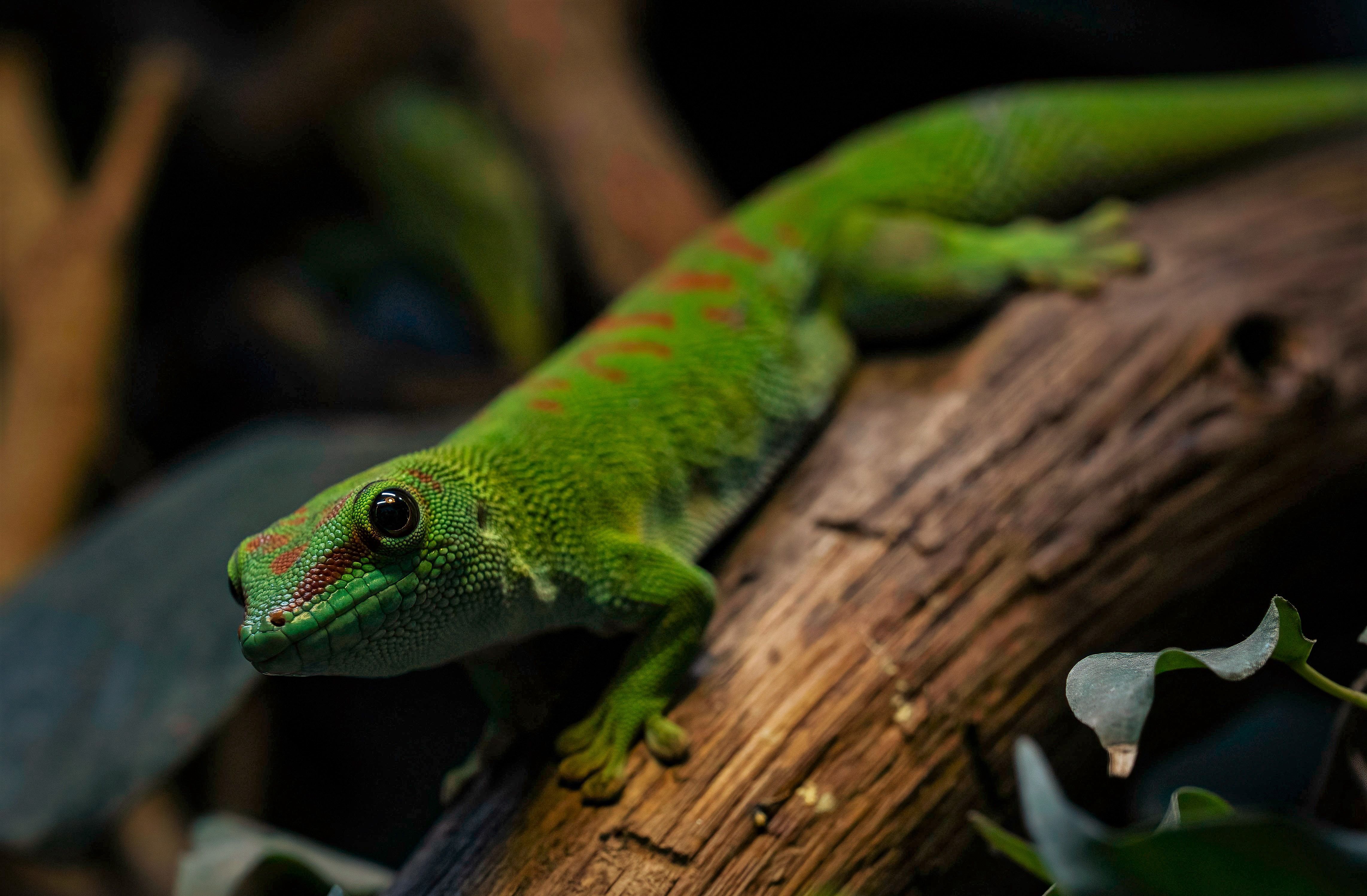 Ein Chamäleon im TerraZoo Rheinberg