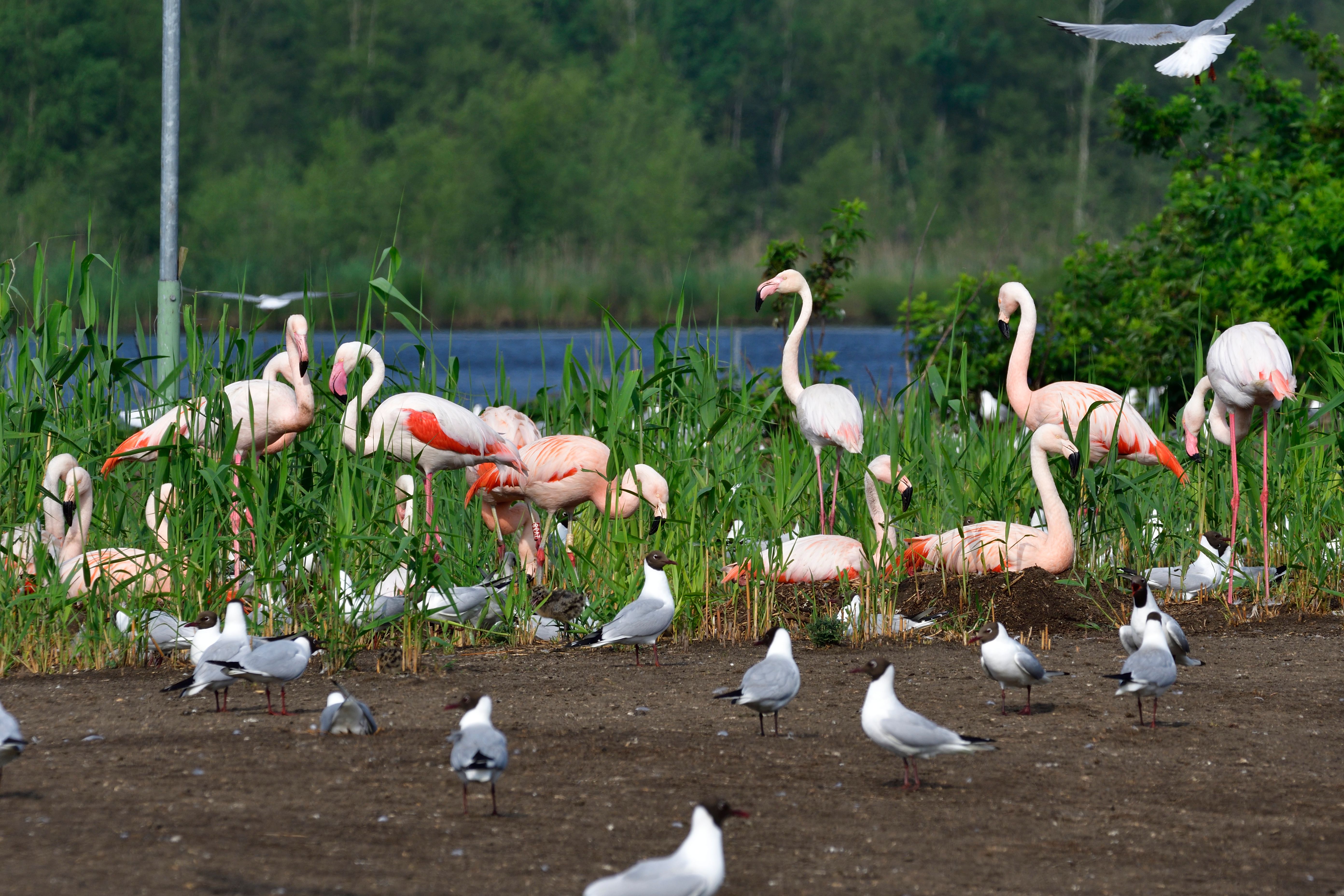 Flamingos im Zwillbrocker Venn