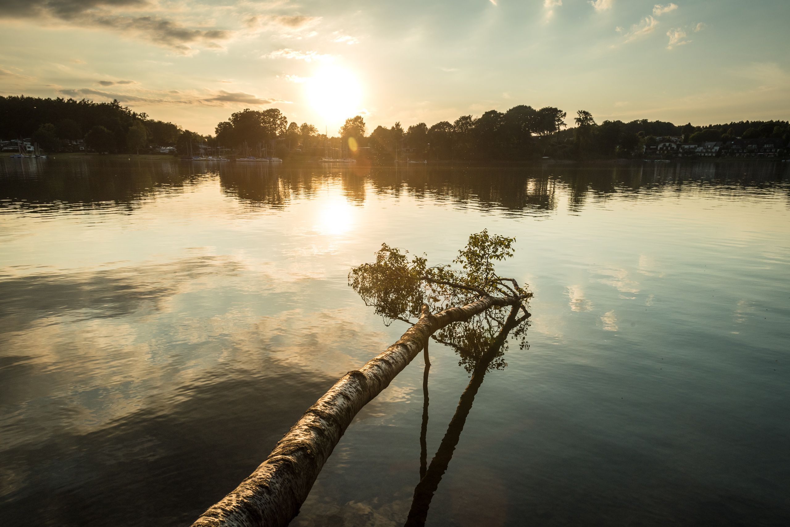 Ein umgestürzter Baum im Wasser der Bevertalsperre bei Sonnenuntergang.