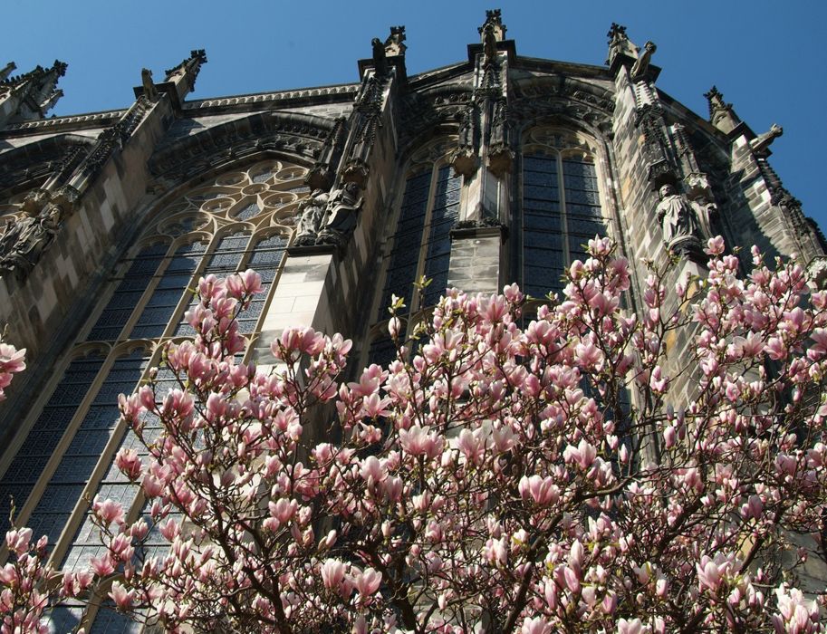 Unesco Welterbe Aachener Dom Chorhalle hinter blühender Magnolien