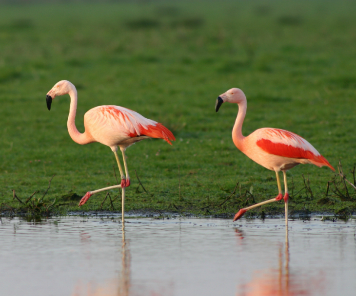 Flamingos, © Stadtmarketing Vreden GmbH, H. Stroetmann