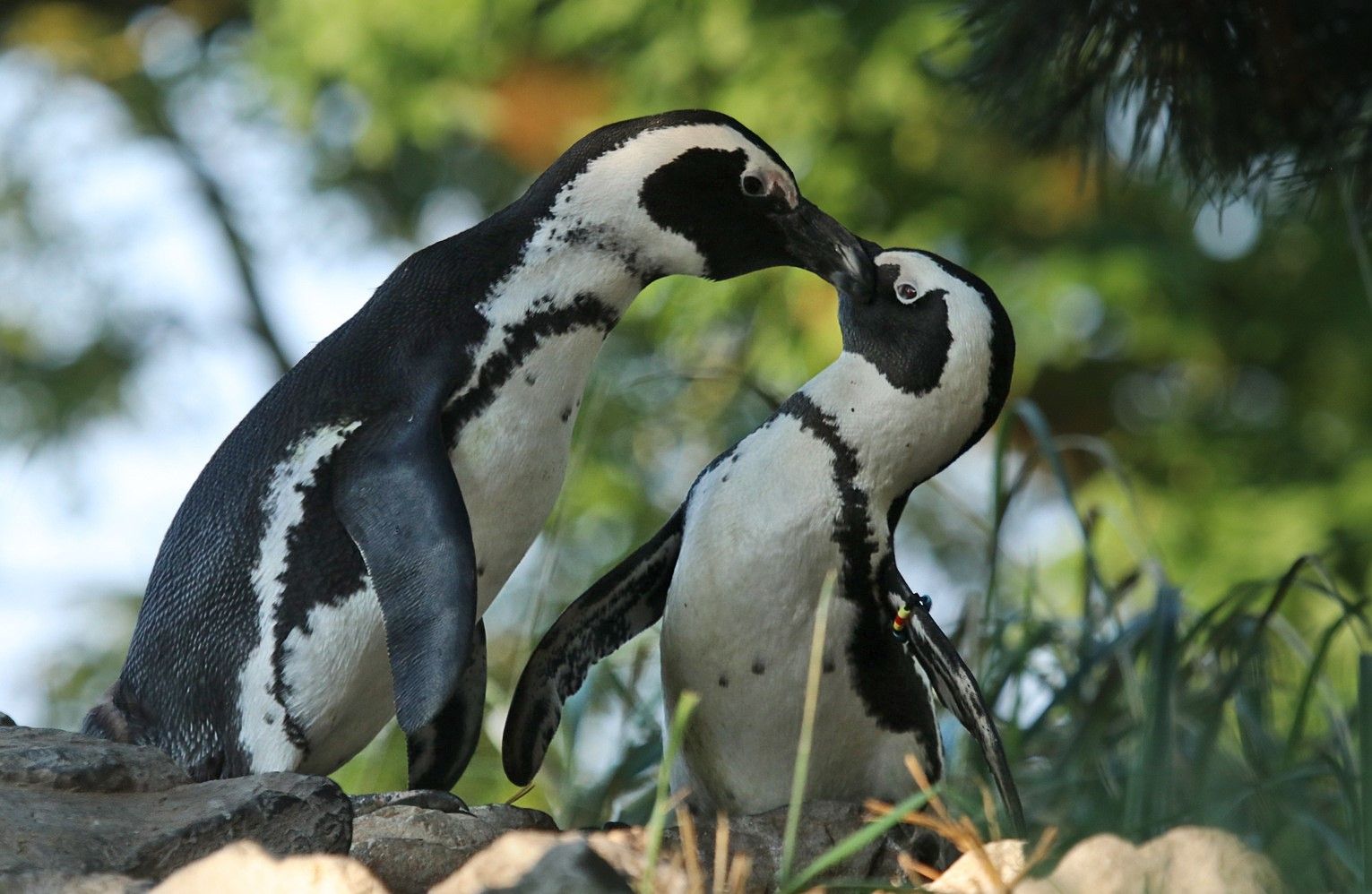 Zwei Pinguine stehen sich gegenüber und berühren sich mit den Schnäbeln, umgeben von grüner Vegetation.