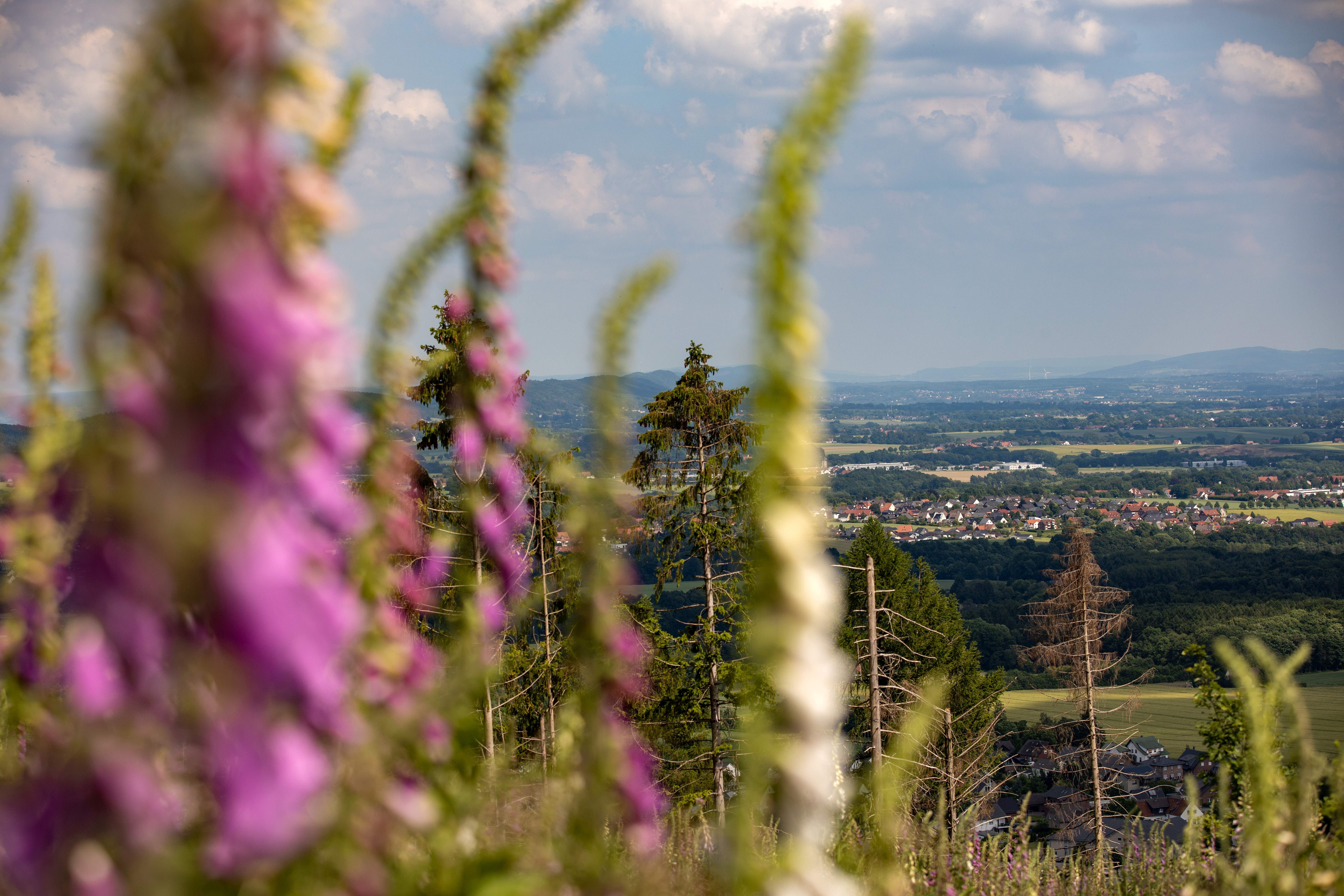 Blick auf das Wiehengebirge mit blühendem Fingerhut im Vordergrund und freier Sicht auf das Umland.
