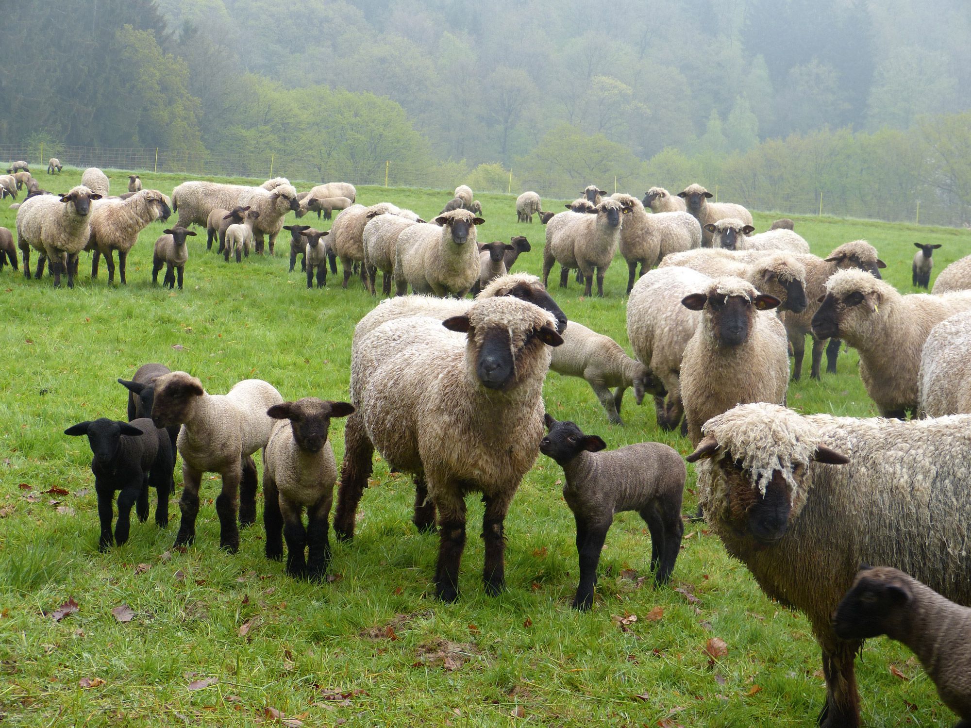 Schafe im Nebel auf einer Wiese am Radweg Sieg 