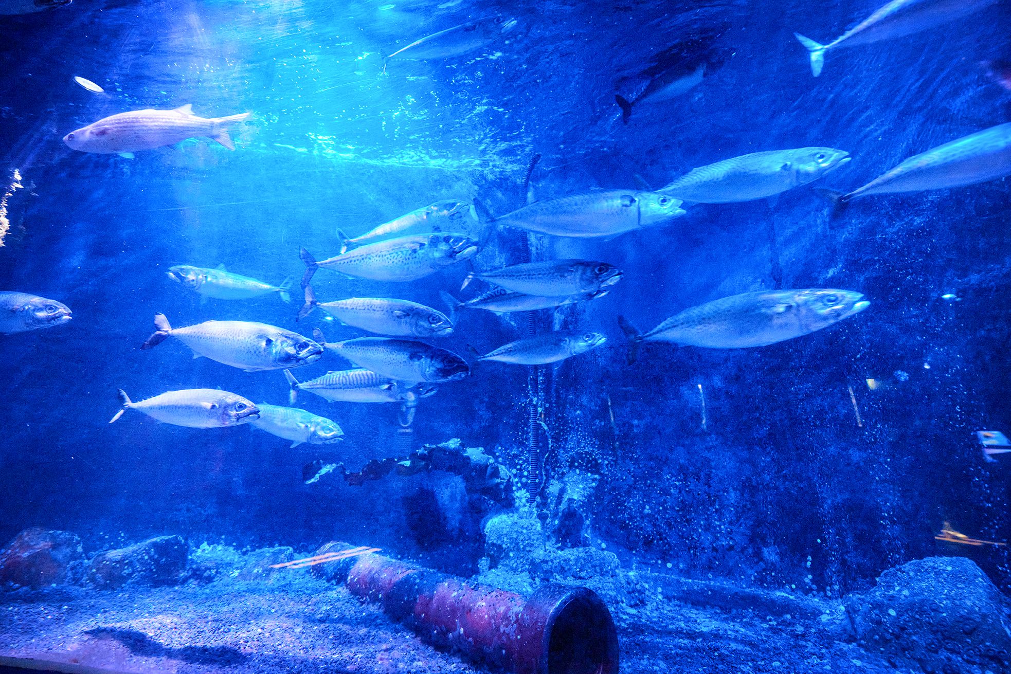 Zur Seite Sea life Oberhausen