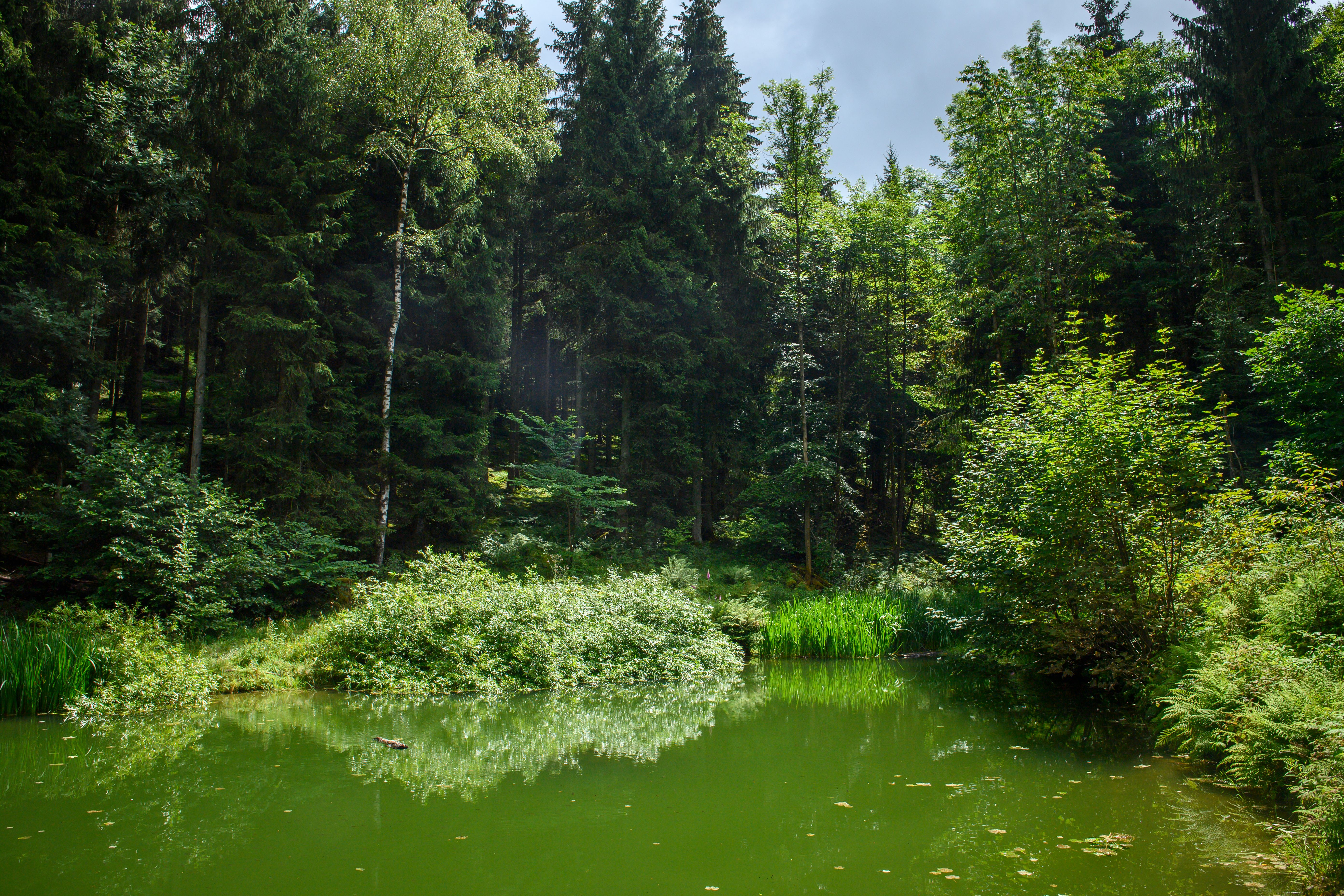 Ein kleiner grüner Teich umgeben von dichtem Wald mit hohen Bäumen und üppigem Laub.