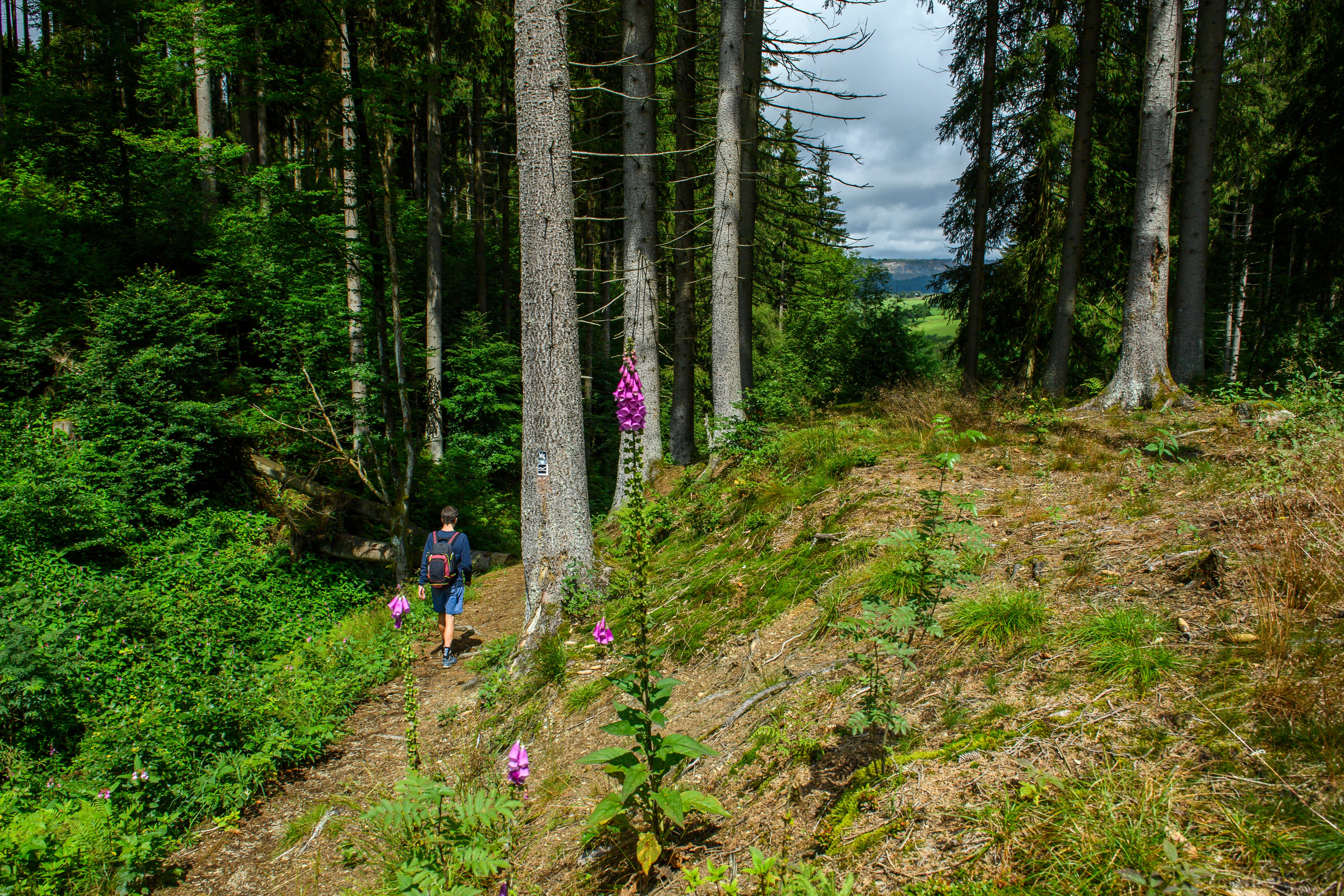 Ein Wanderer geht auf einem Dorfpfad, umgeben von grüner Landschaft.