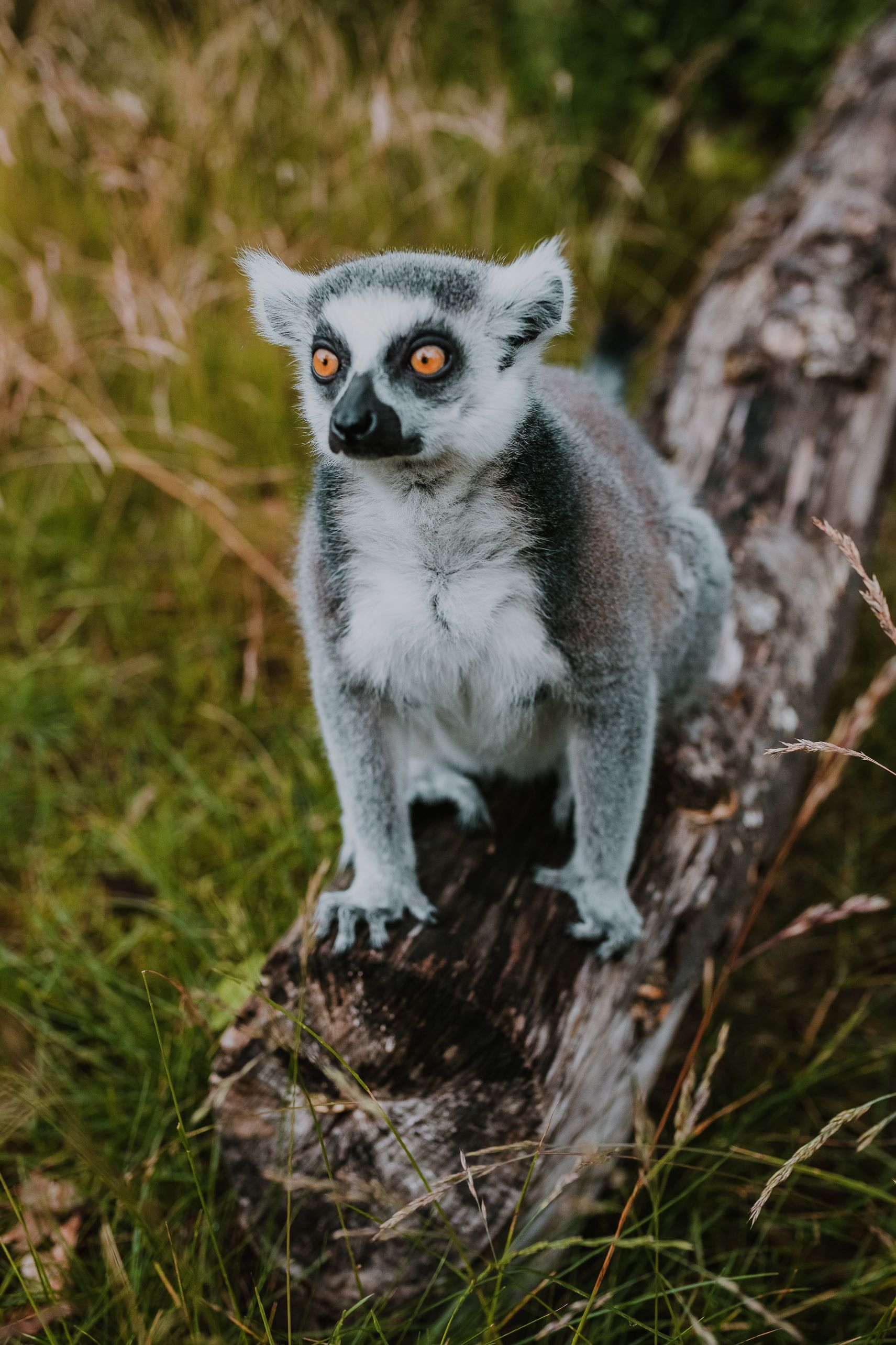 Kattas Im Tierpark und Fossilium Bochum