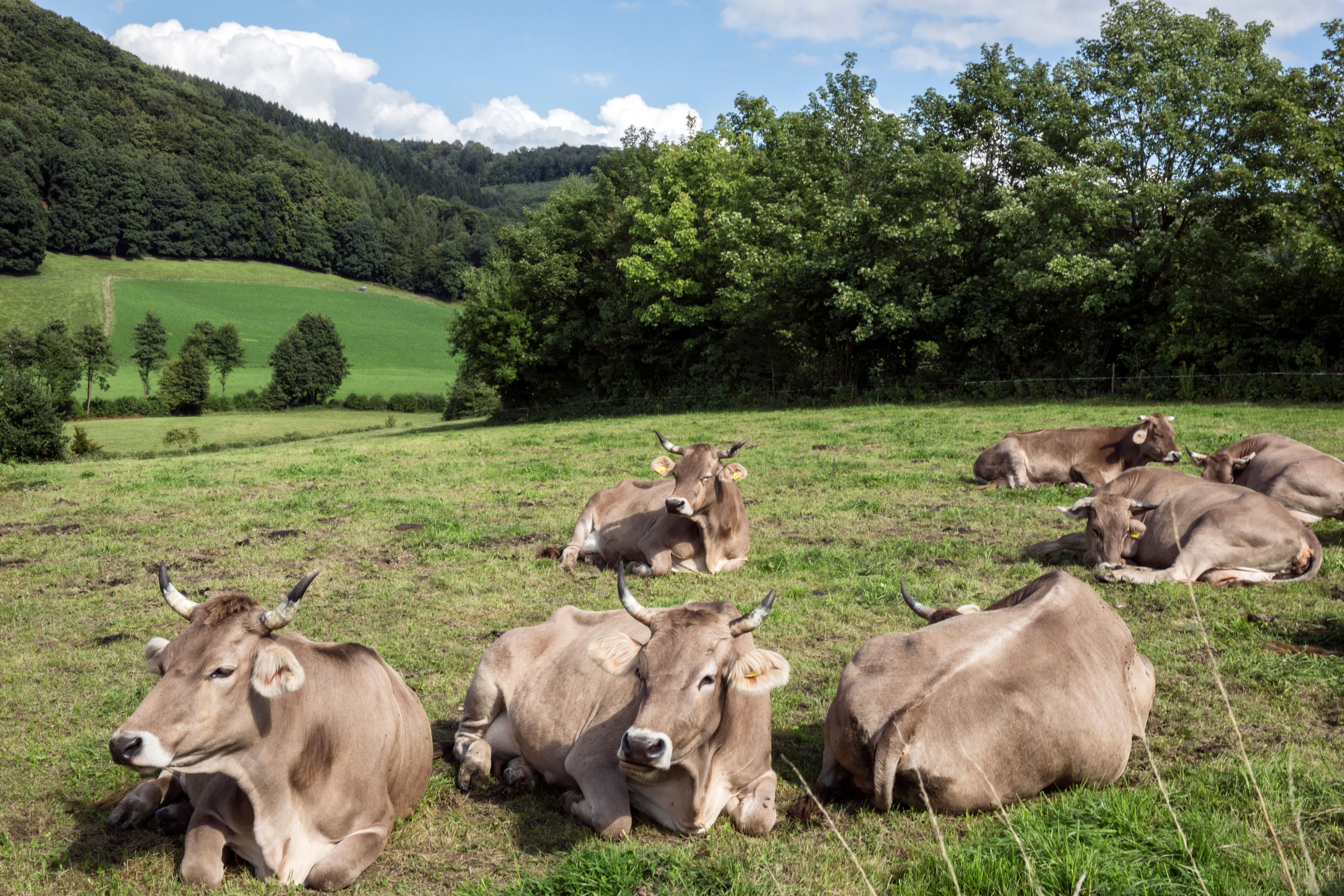 Zur Seite Schepershof