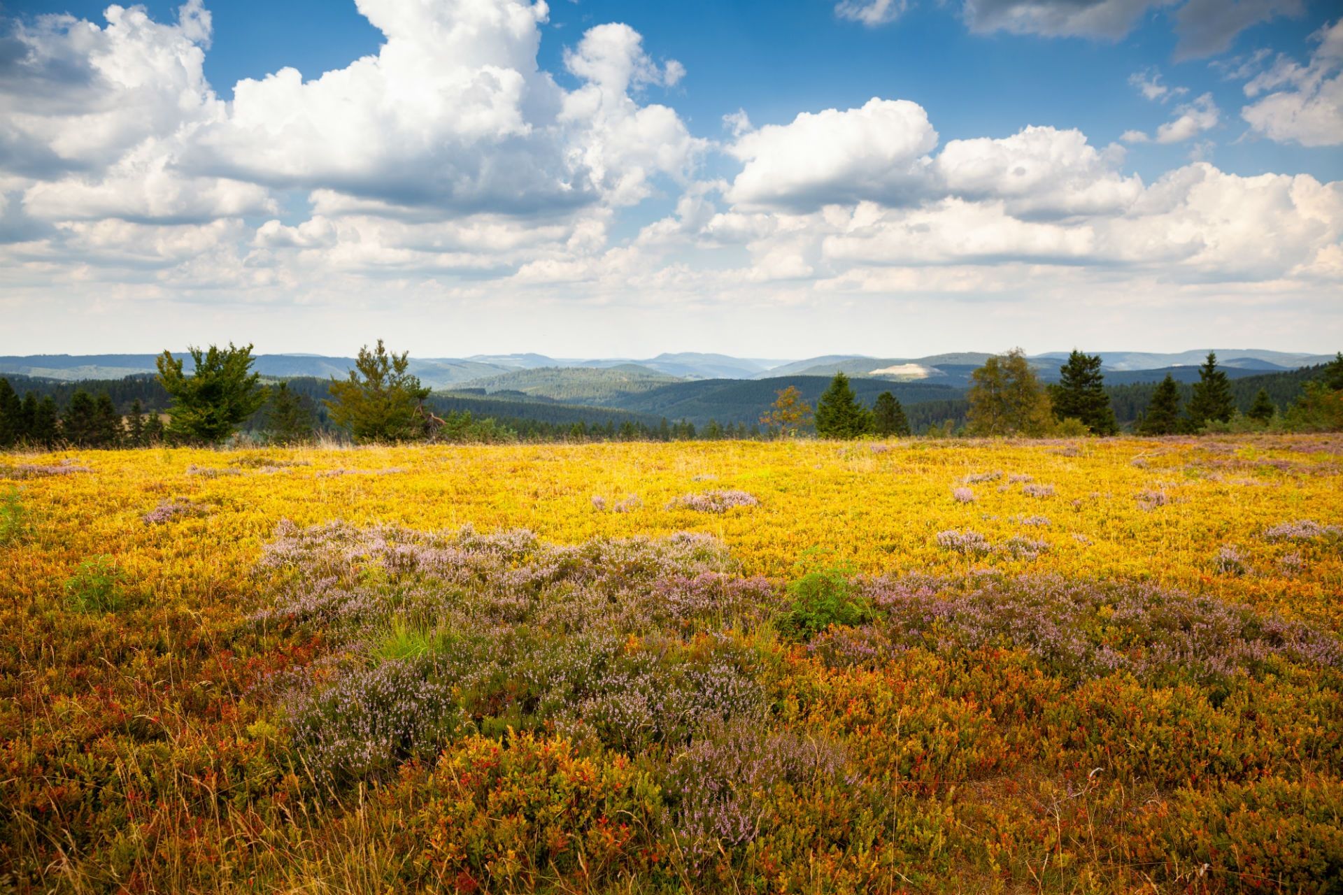 Bülühende Heide mit wolkigem Himmel