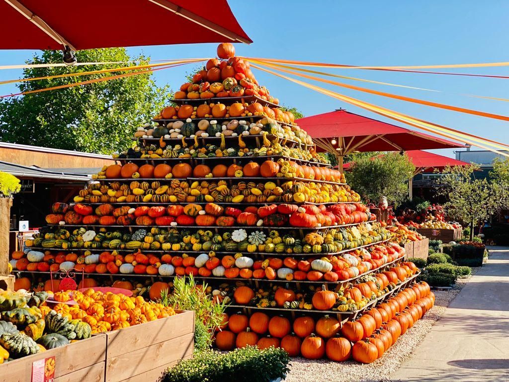 Eine große Pyramide aus verschiedenen Kürbissen unter roten Sonnenschirmen auf dem Gertrudenhof.