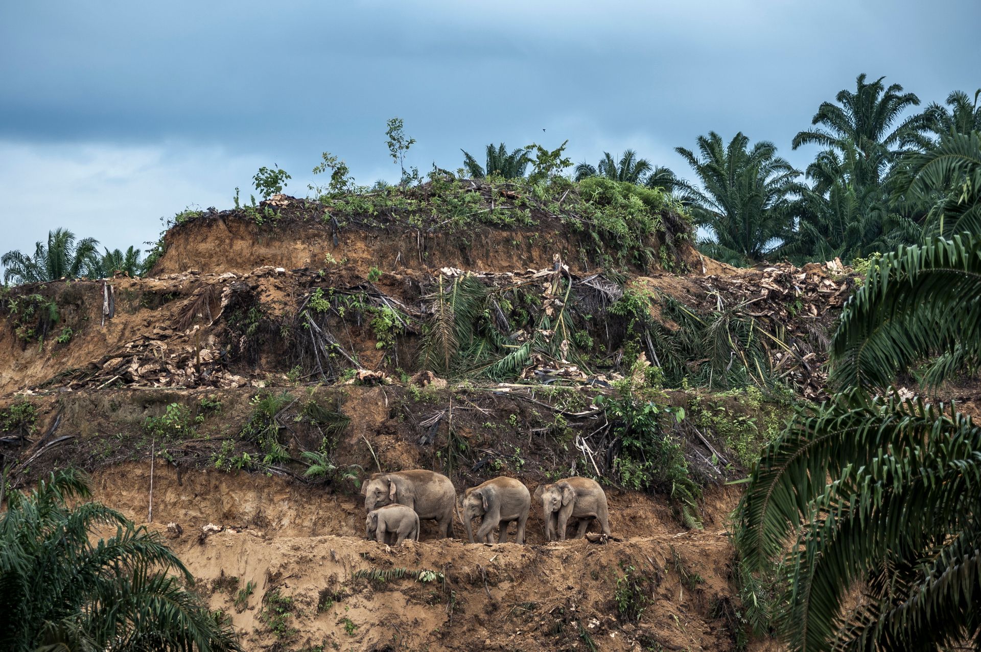Aaron ‘Bertie’ Gekoski, Elefanten Palmölplantage Borneo