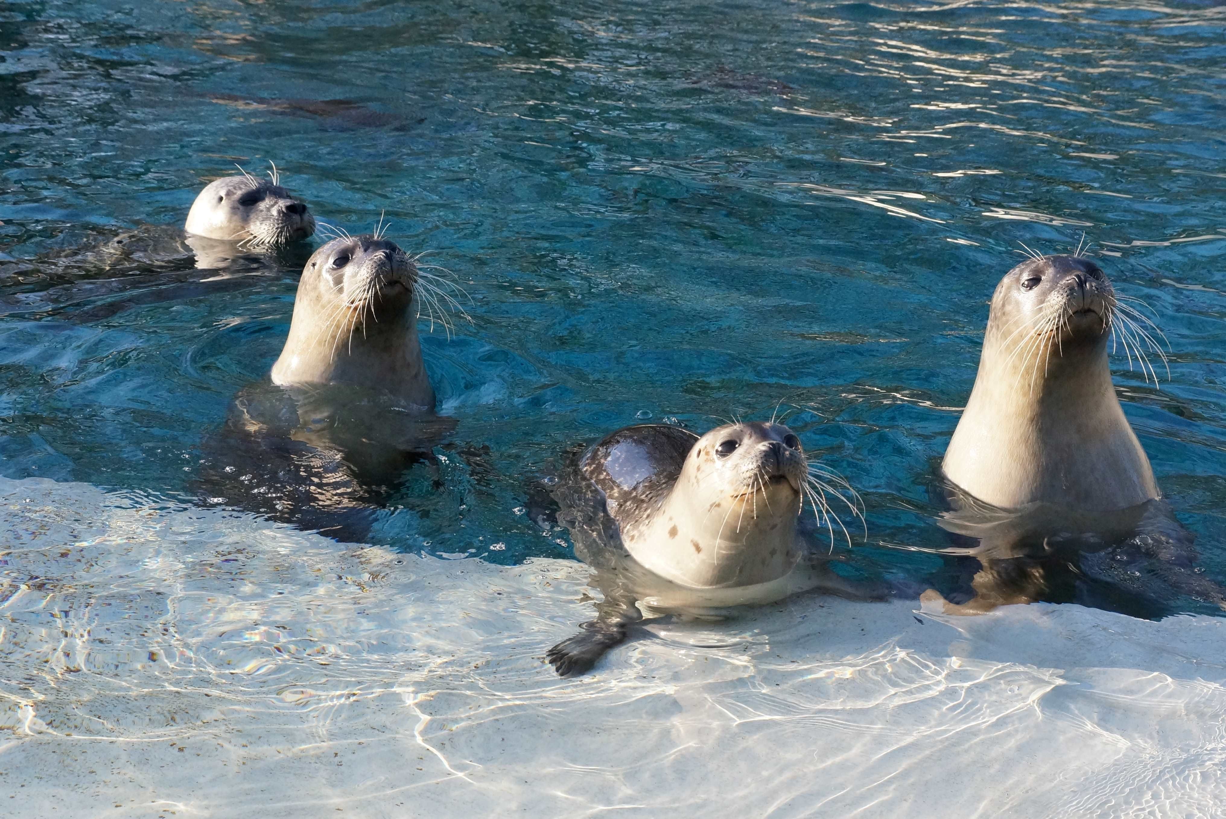 Seehunde im Tierpark und Fossilium Bochum