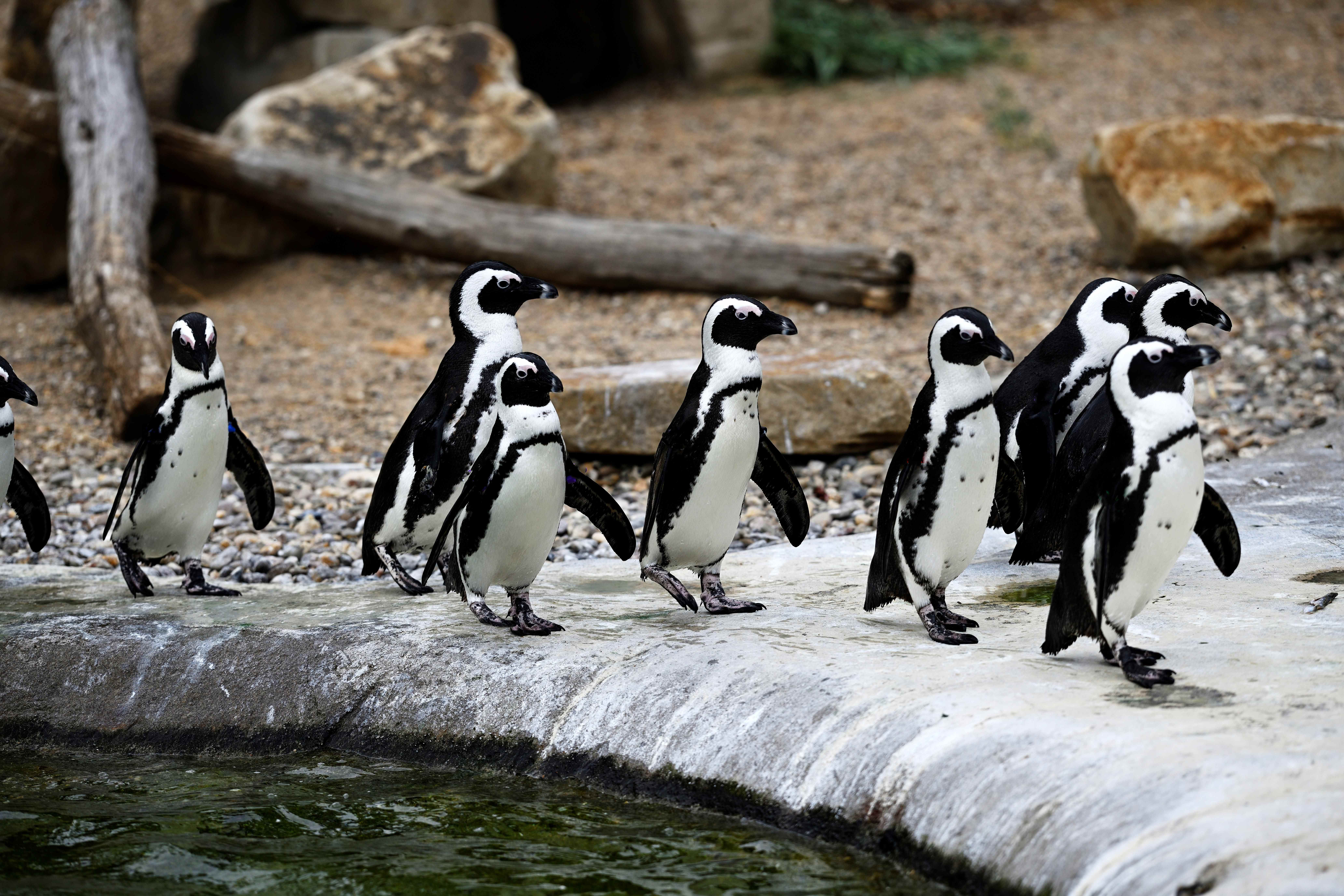 Eine Gruppe von Pinguinen steht am Rand eines Wasserbeckens