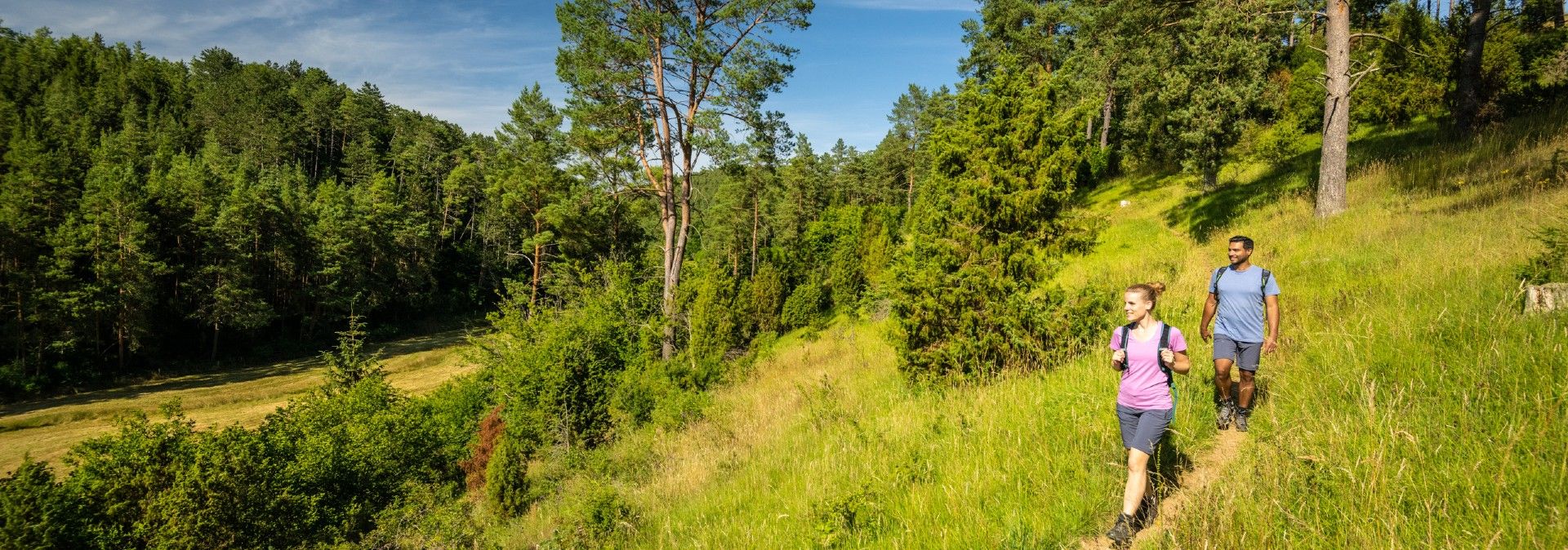 Zwei Personen wandern auf einem Pfad durch einen grünen Wald.