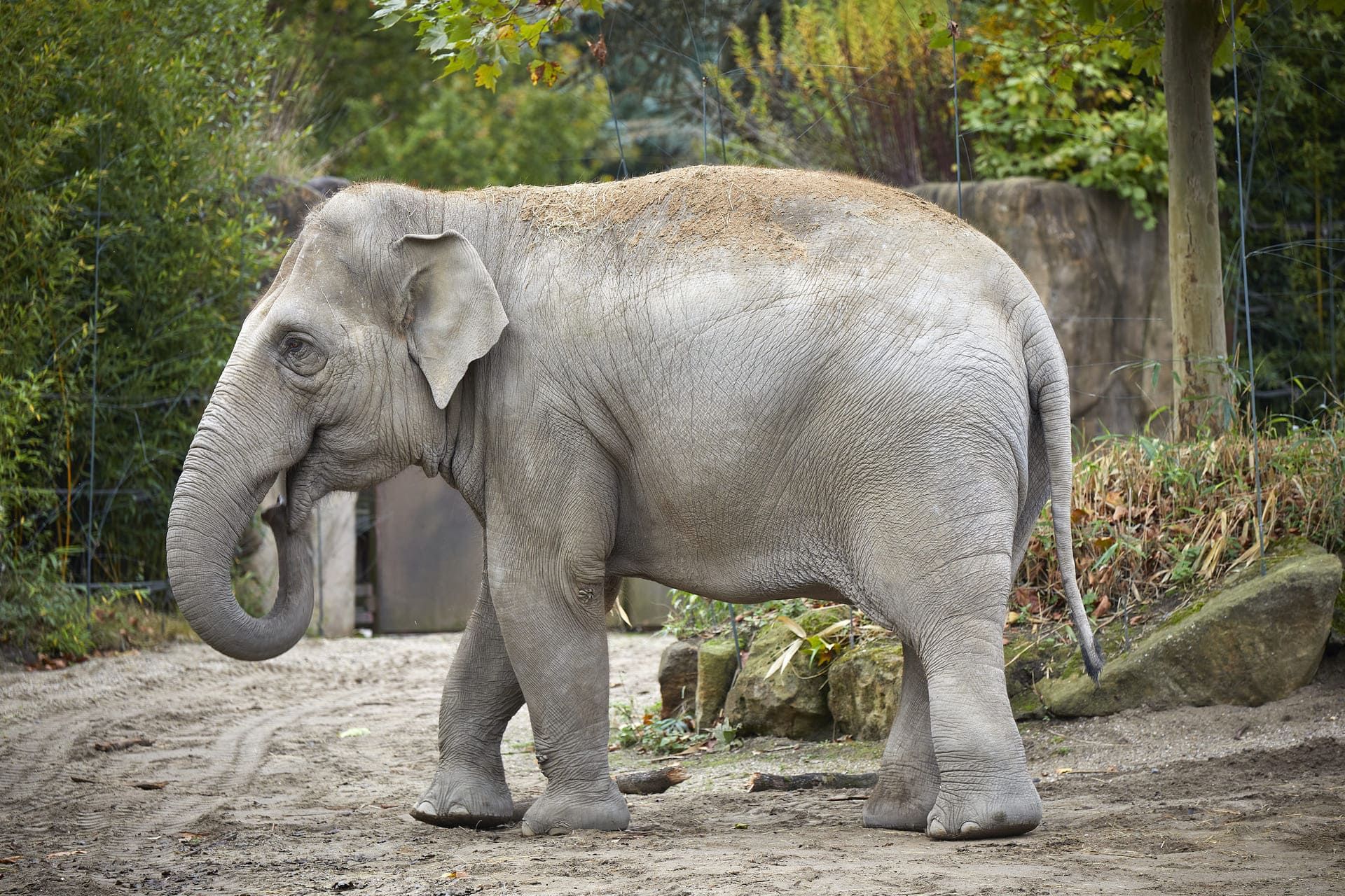 muenster-allwetterzoo-elefant