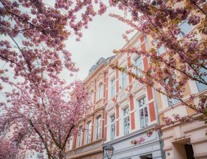 Kirschblüte in Bonn, © Johannes Höhn