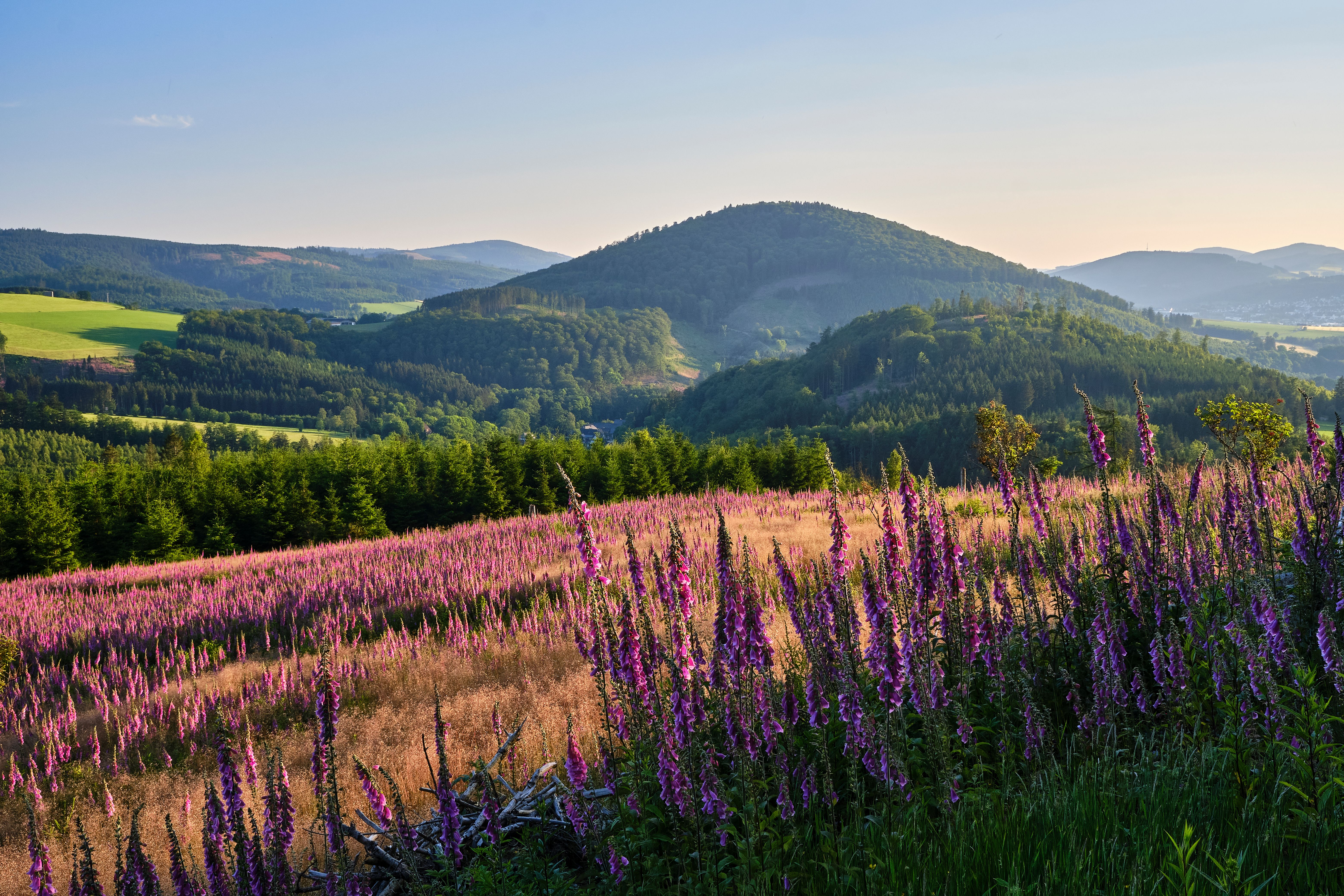 Blumenfeld in weiter Landschaft bei Jagdhaus.
