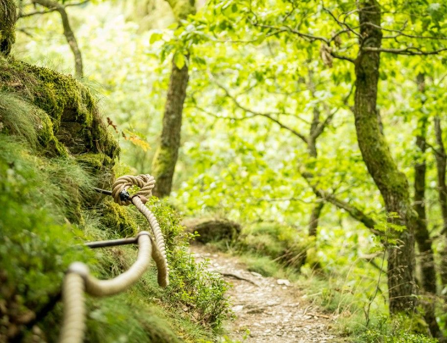 Ein schmaler Waldpfad mit einem Seilgeländer, umgeben von grünen Bäumen und Moos.