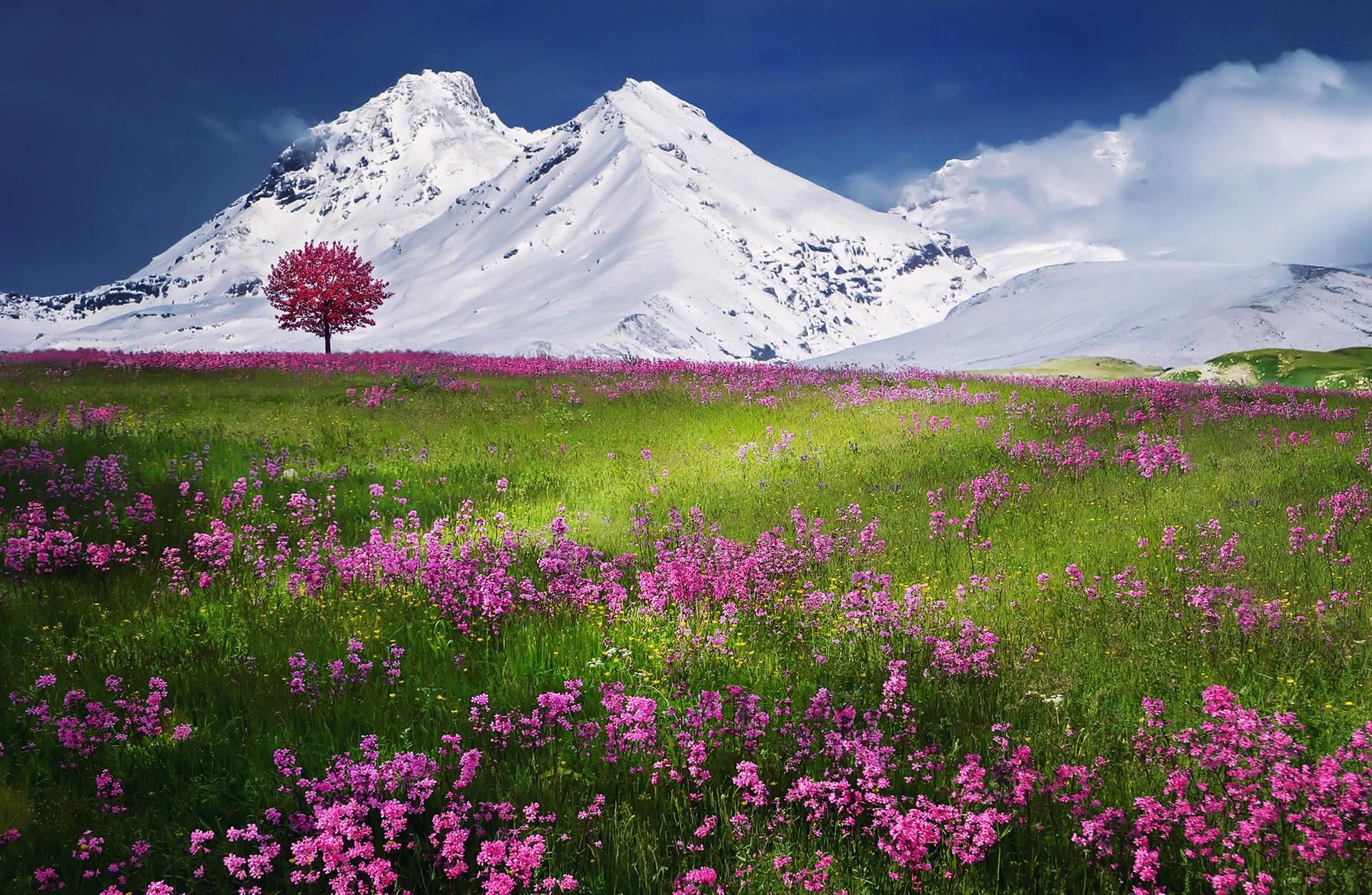 Bergwiese mit Blumen