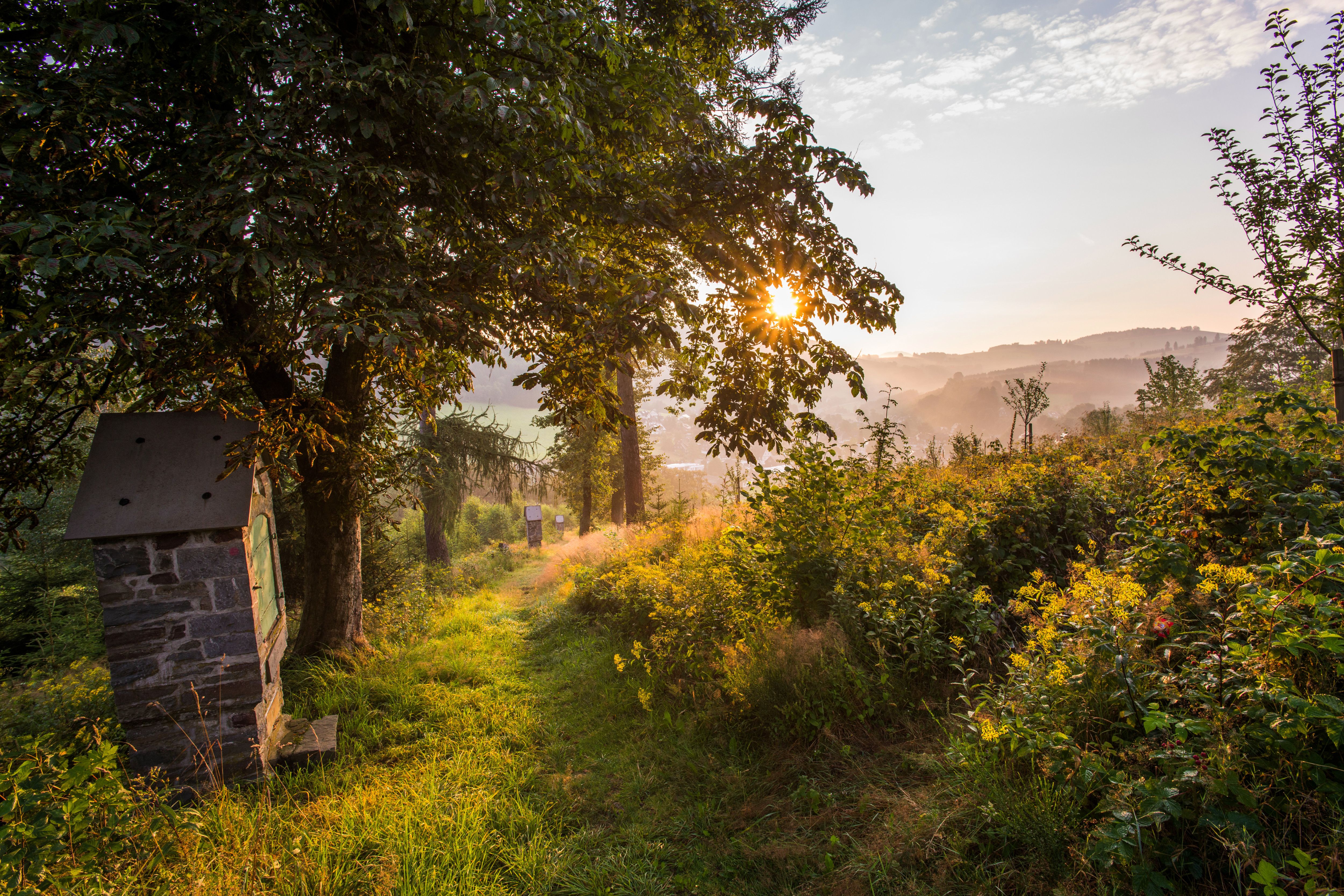 Verwunschener Wald Pfad in Oberkirchen.