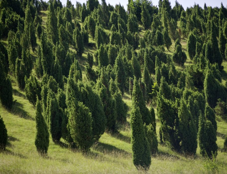 Eine grüne Wacholderheide mit dicht bewachsenen Wacholderbüschen auf einem Hügel.