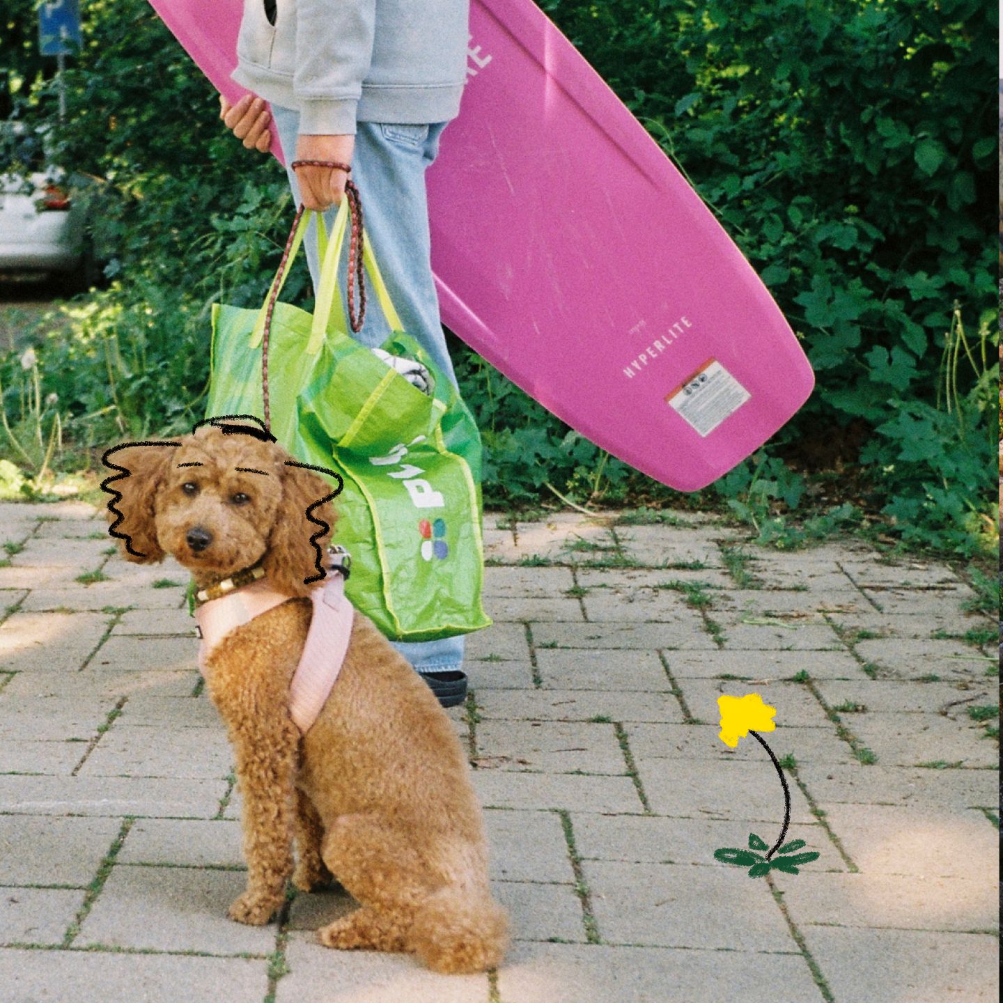 Sitzender Hund an der Leine an Xantener Südsee, Niederrhein