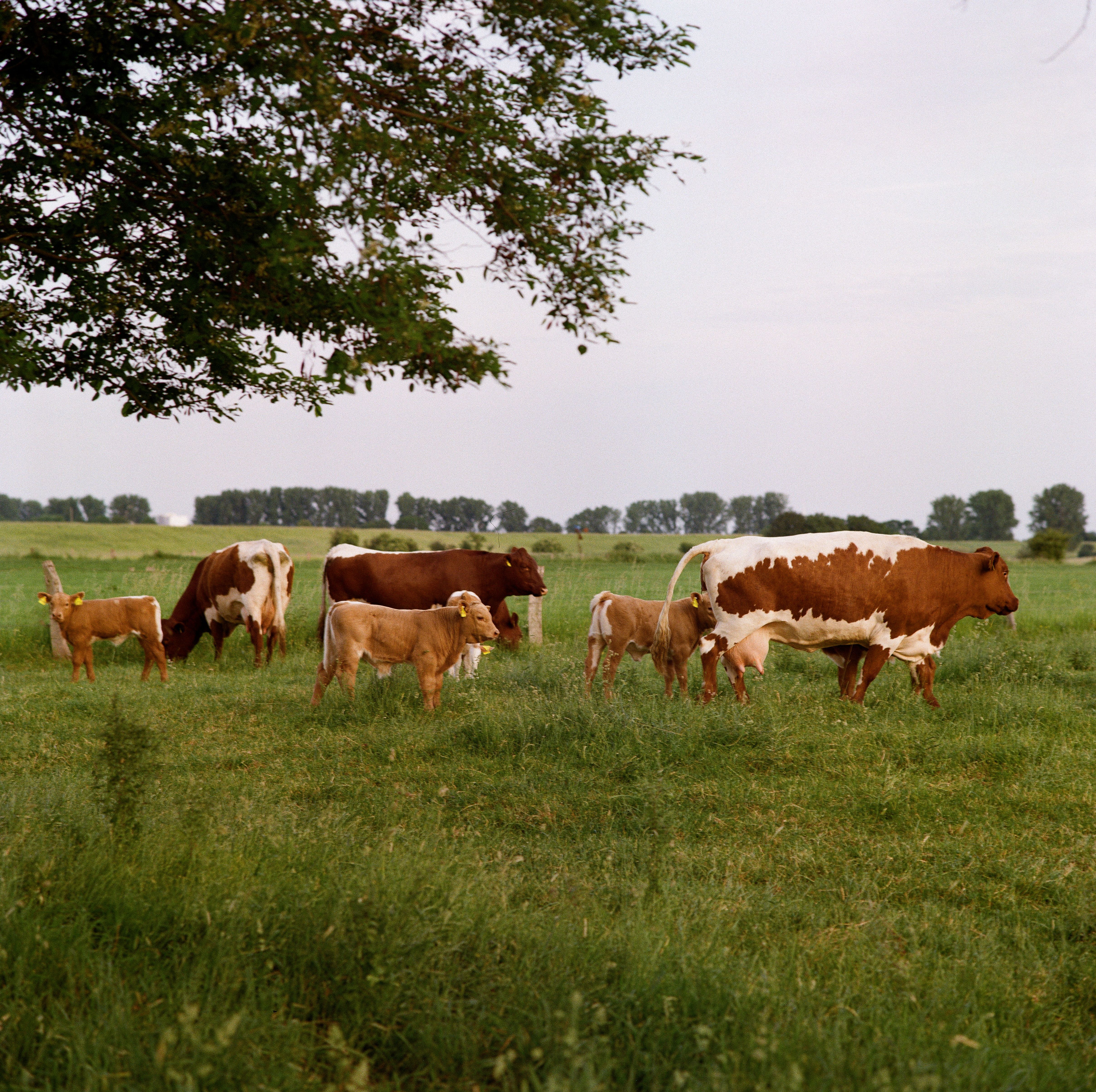 Kühe auf Feld am Niederrhein.