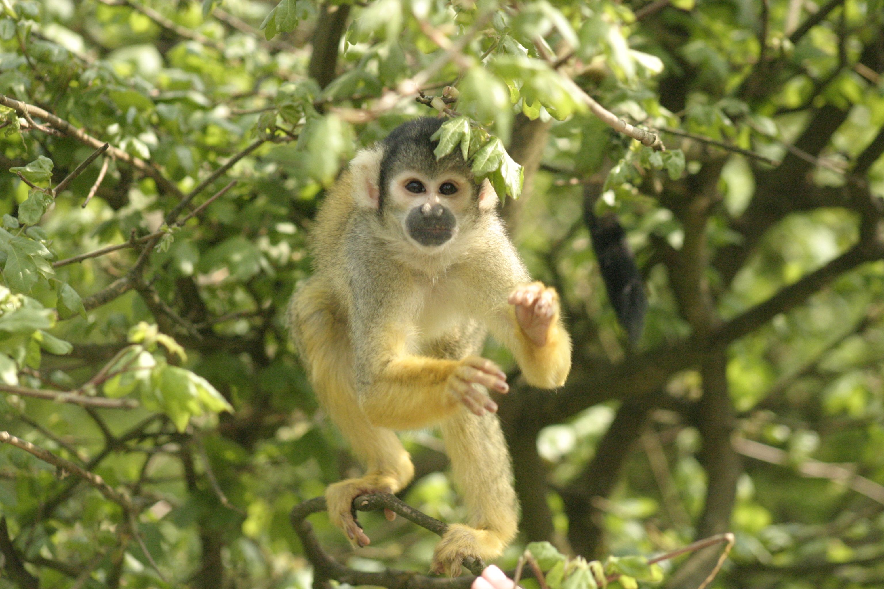 Affen- und Vogelpark