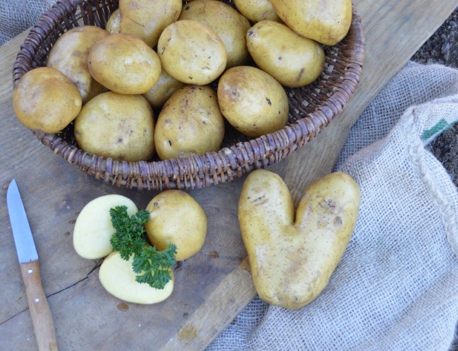 Hof Hagedorn Kartoffelernte