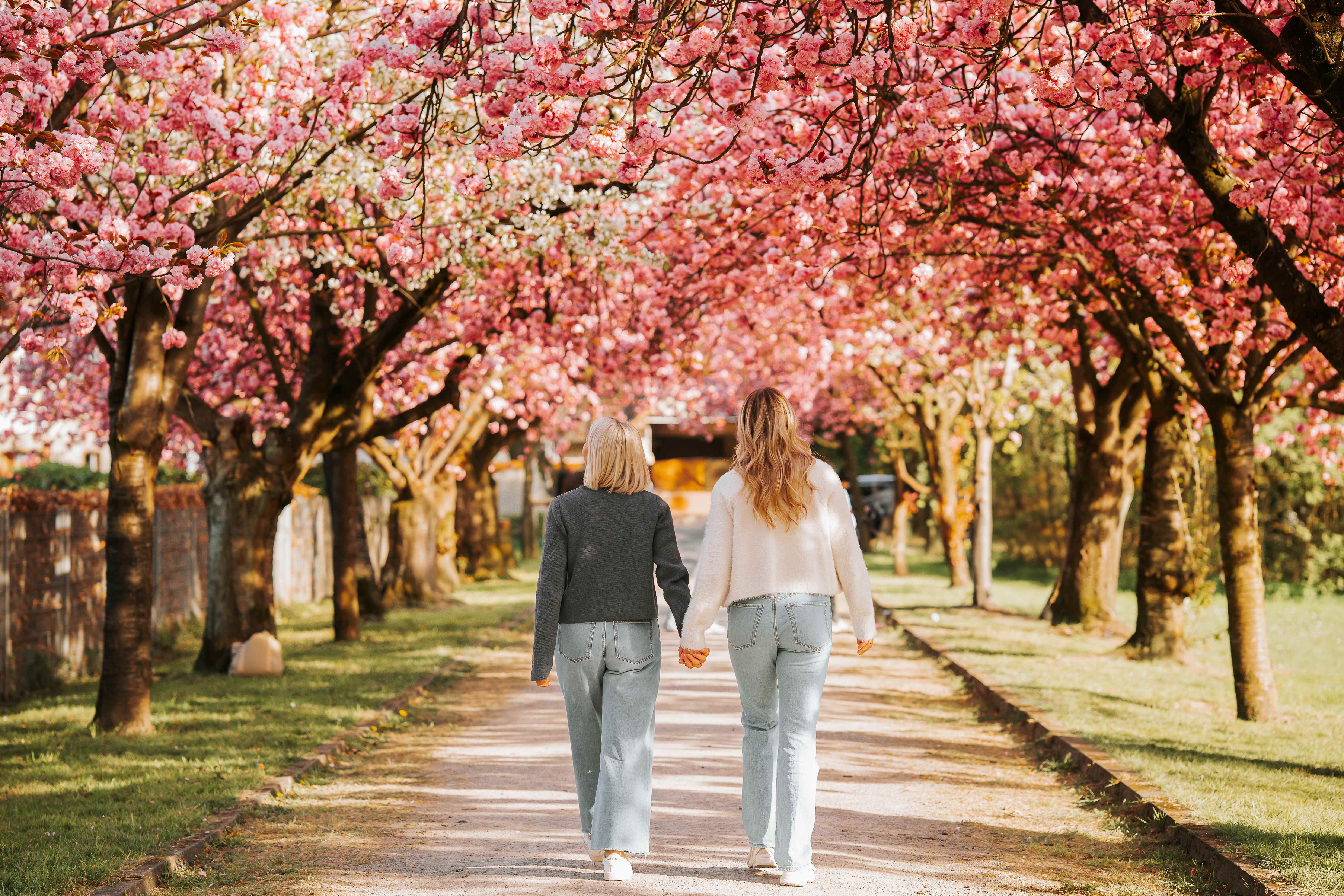 Zwei Frauen gehen unter blühenden Kirschbäumen entlang