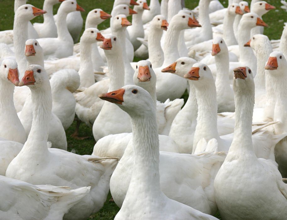 Seit über 25 Jahren werden in dem Familienbetrieb qualitativ hochwertige Geflügelprodukte erzeugt