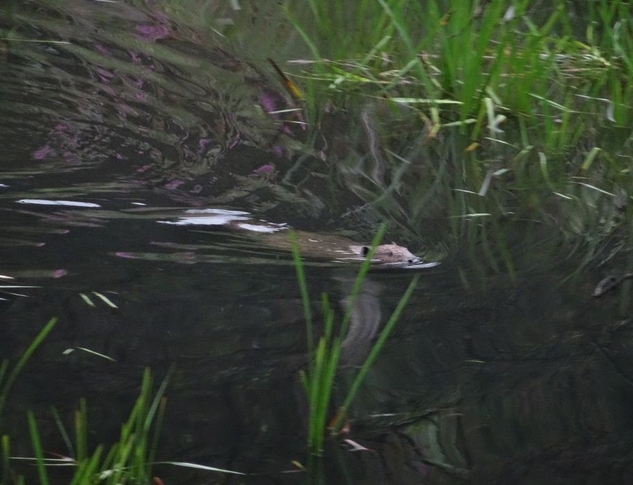Ein Biber schwimmt im Wasser, umgeben von grünen Pflanzen.