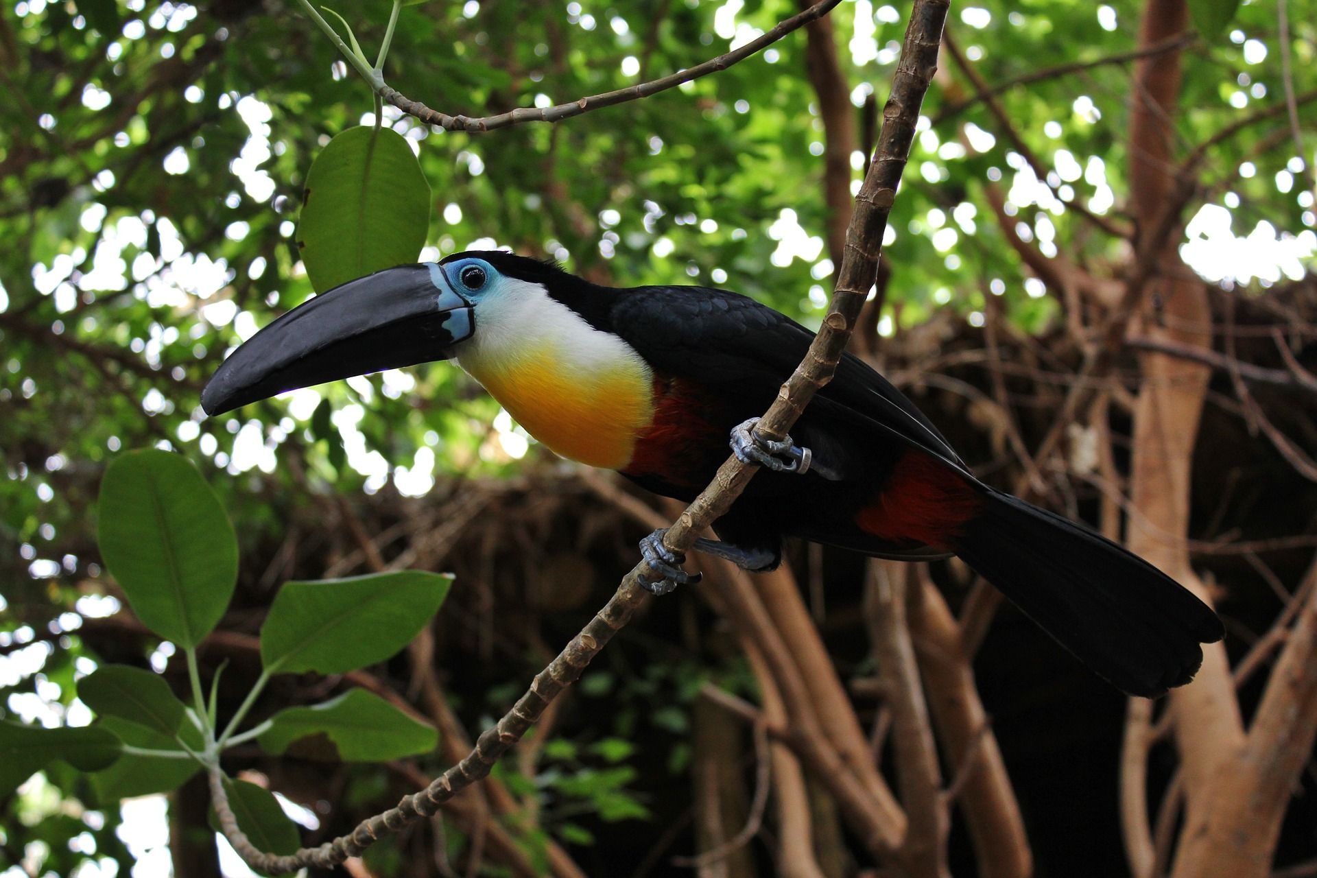 Tucan im Duisburger Zoo