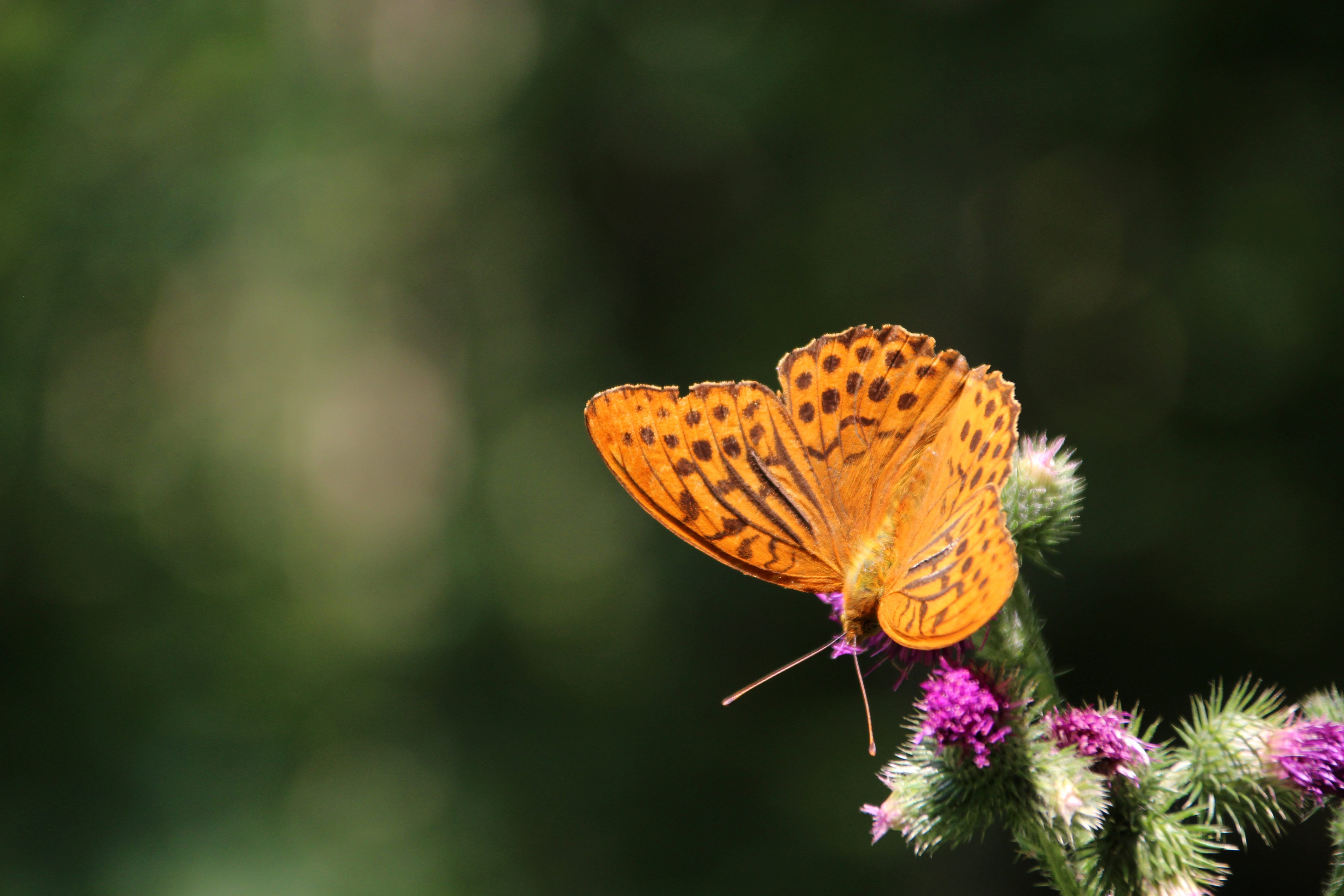 Ein Schmetterling sitzt auf einer Blüte